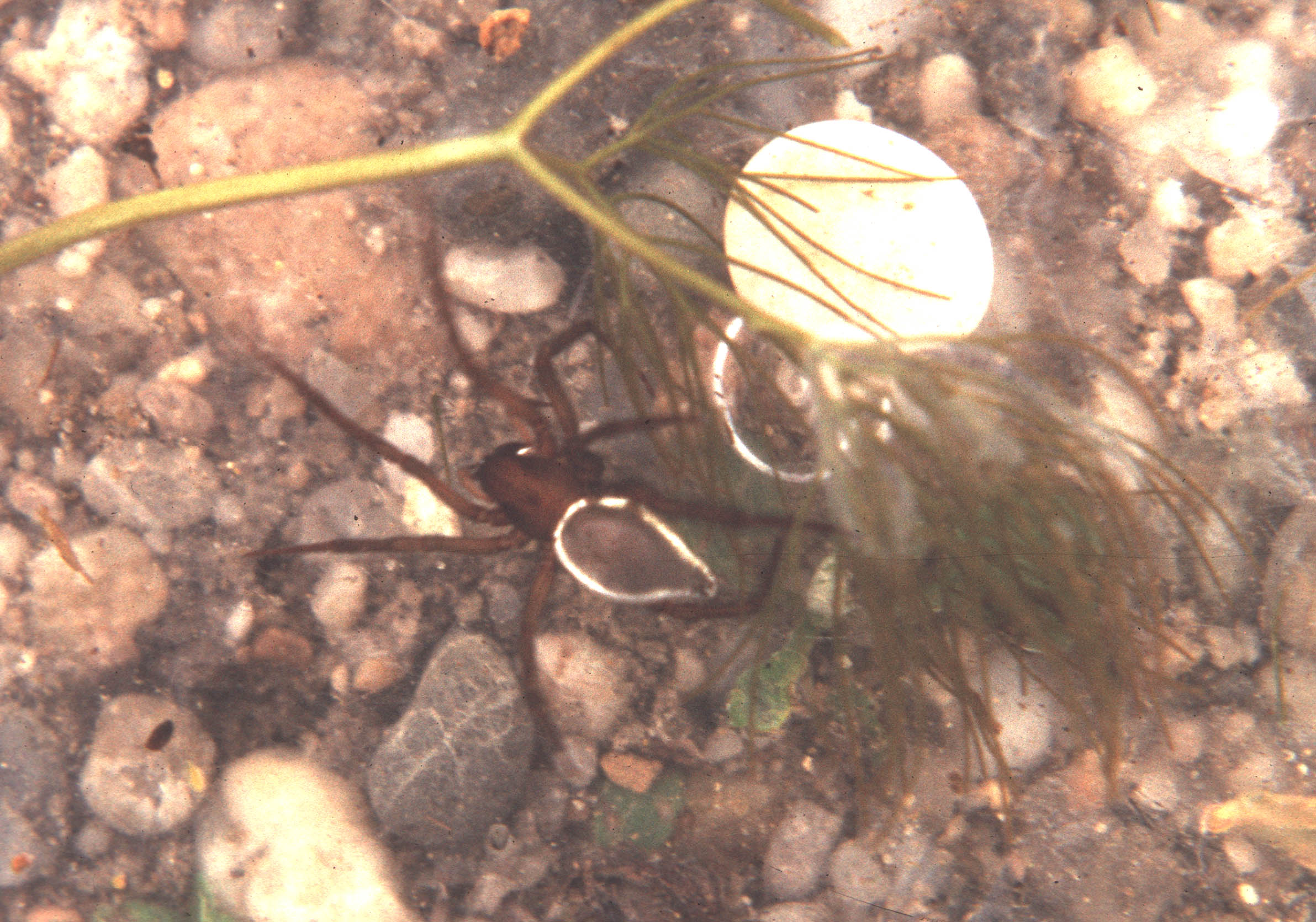 12062013120316 959 art 903 wasserspinne argyroneta aquatica b hansag v 1989 chko