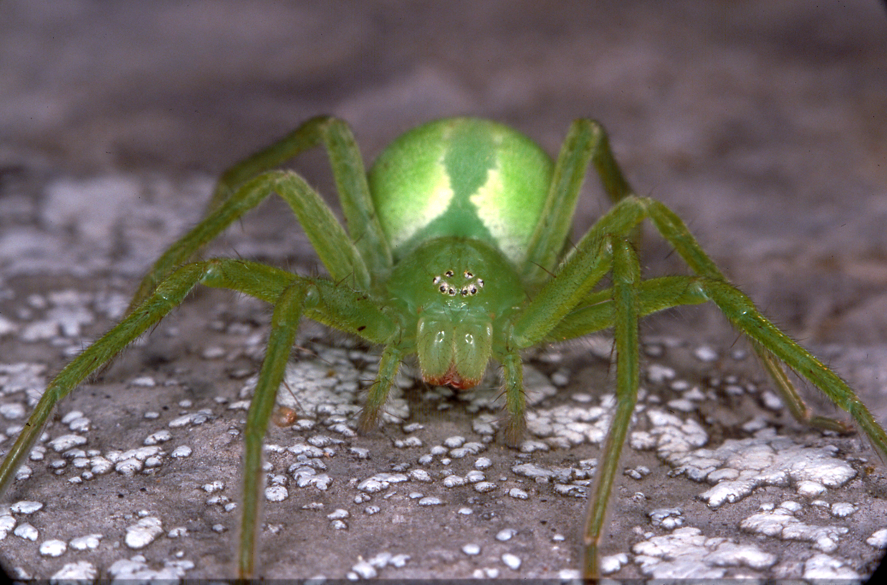 12062013130243 960 art 335 micrommata virescens f slo orlek 27 5 2000 bko cd48