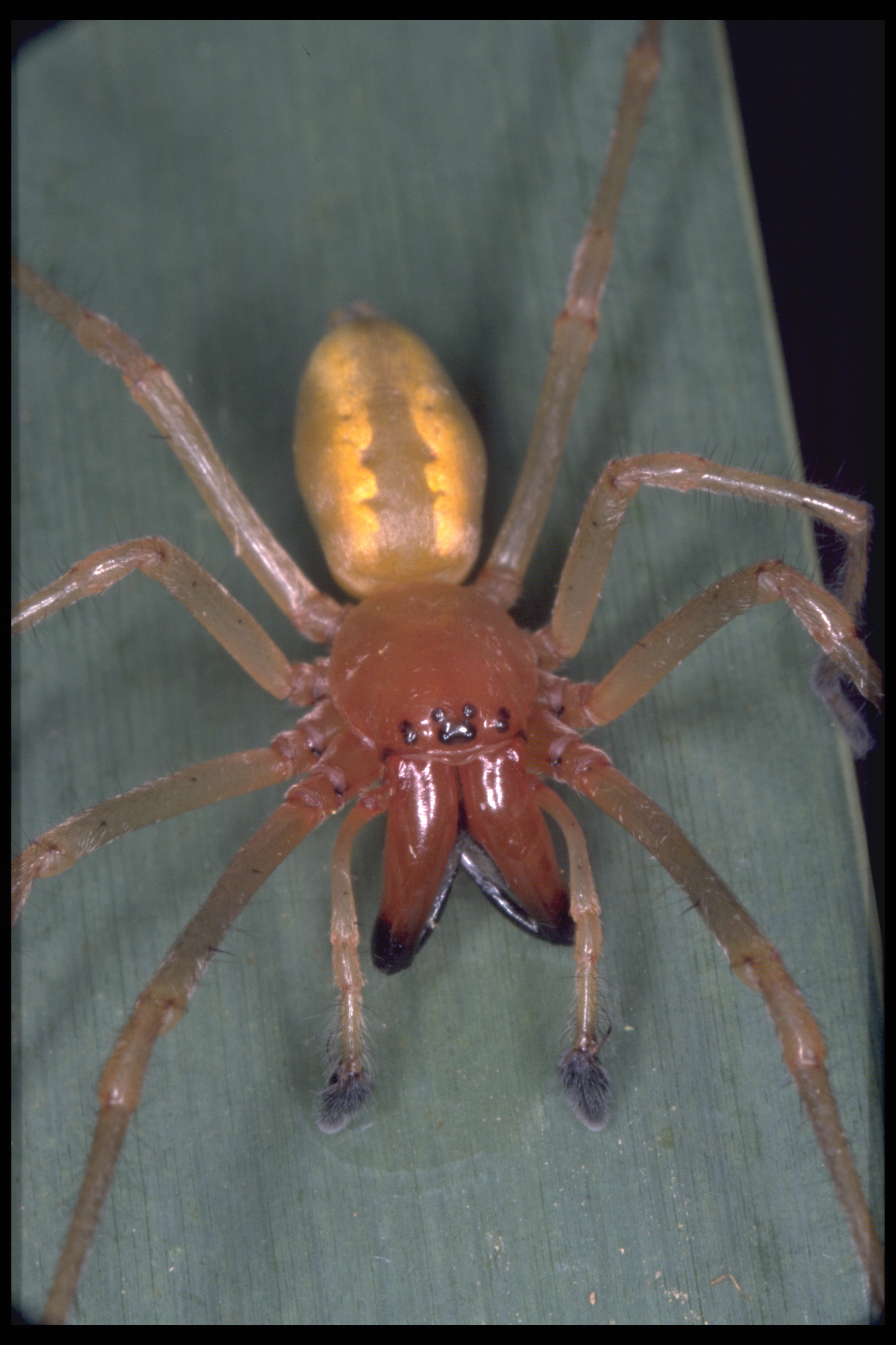 12062013154932 962 art 904 cheiracanthium punctorium