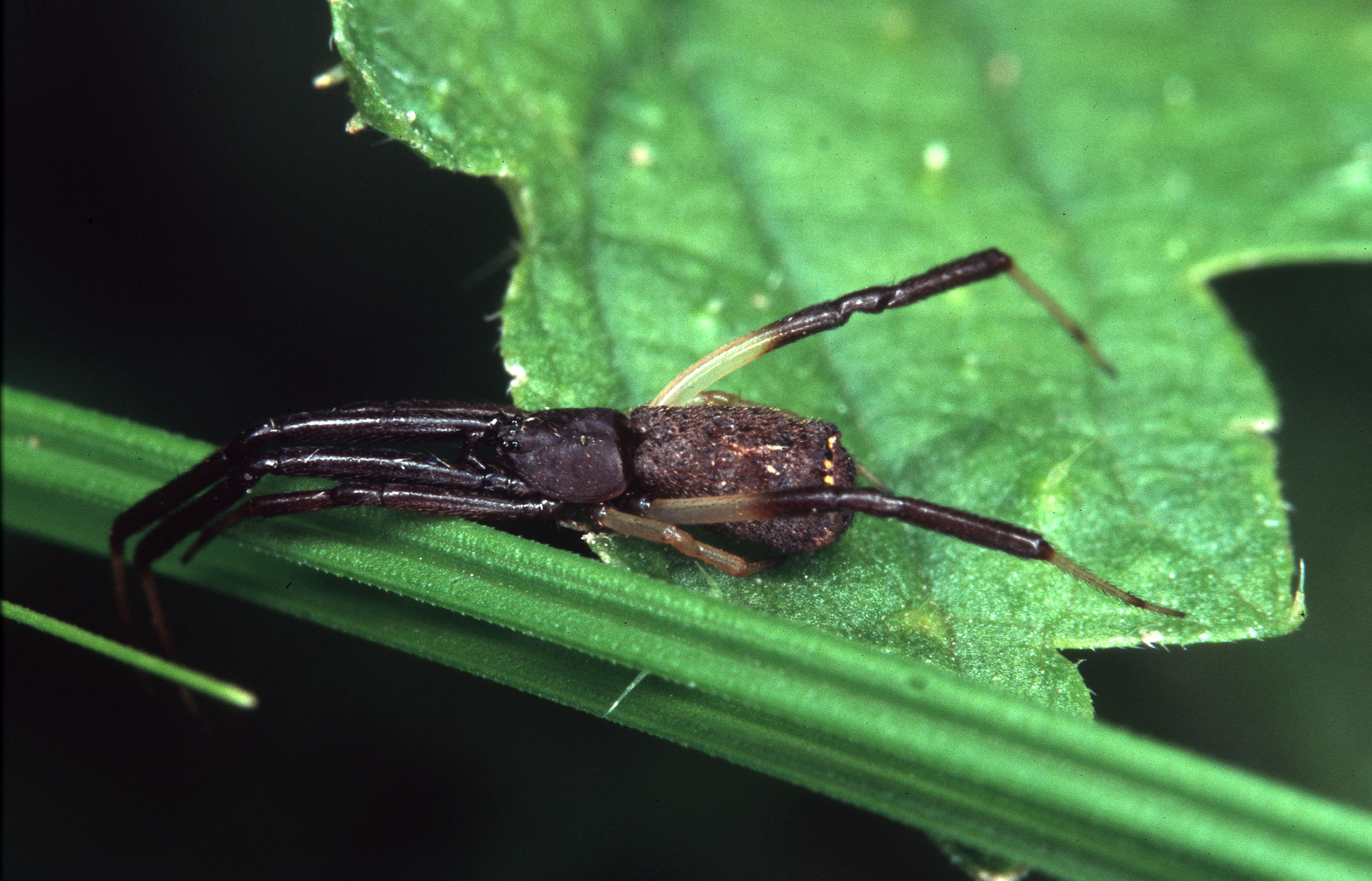 12062013161824 966 art 910 episinus truncatus 10 6 03 herberstein chko korrf m