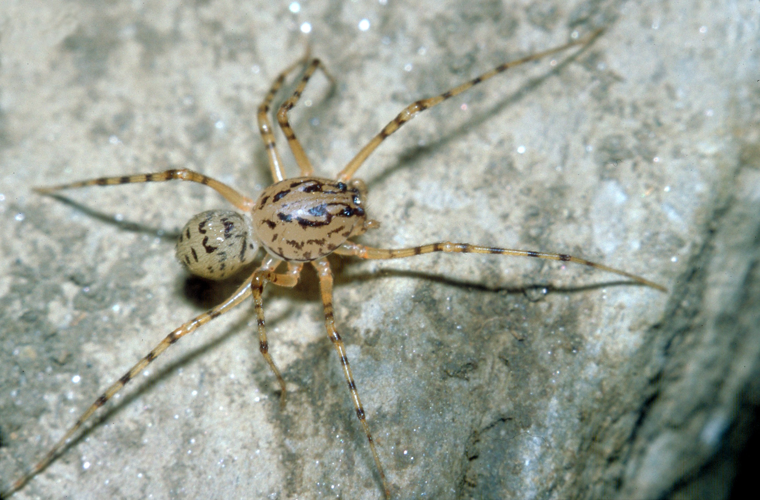 12062013162750 968 art 912 scytodes thoracica speispinne chko kf