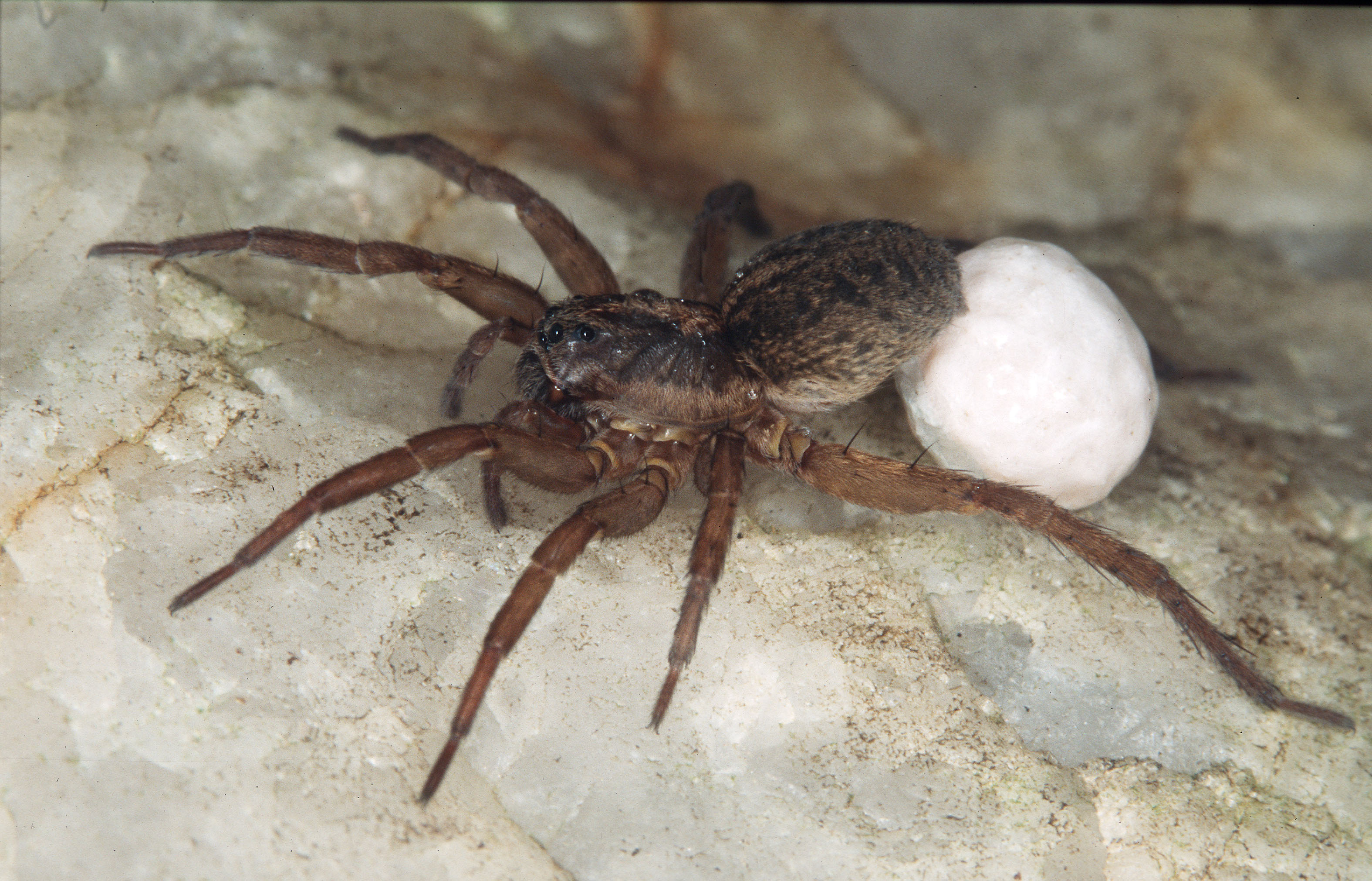 12062013163136 969 art 913 trochosa ruricola w kokon 26 6 02 pollauer tal chko korrf m