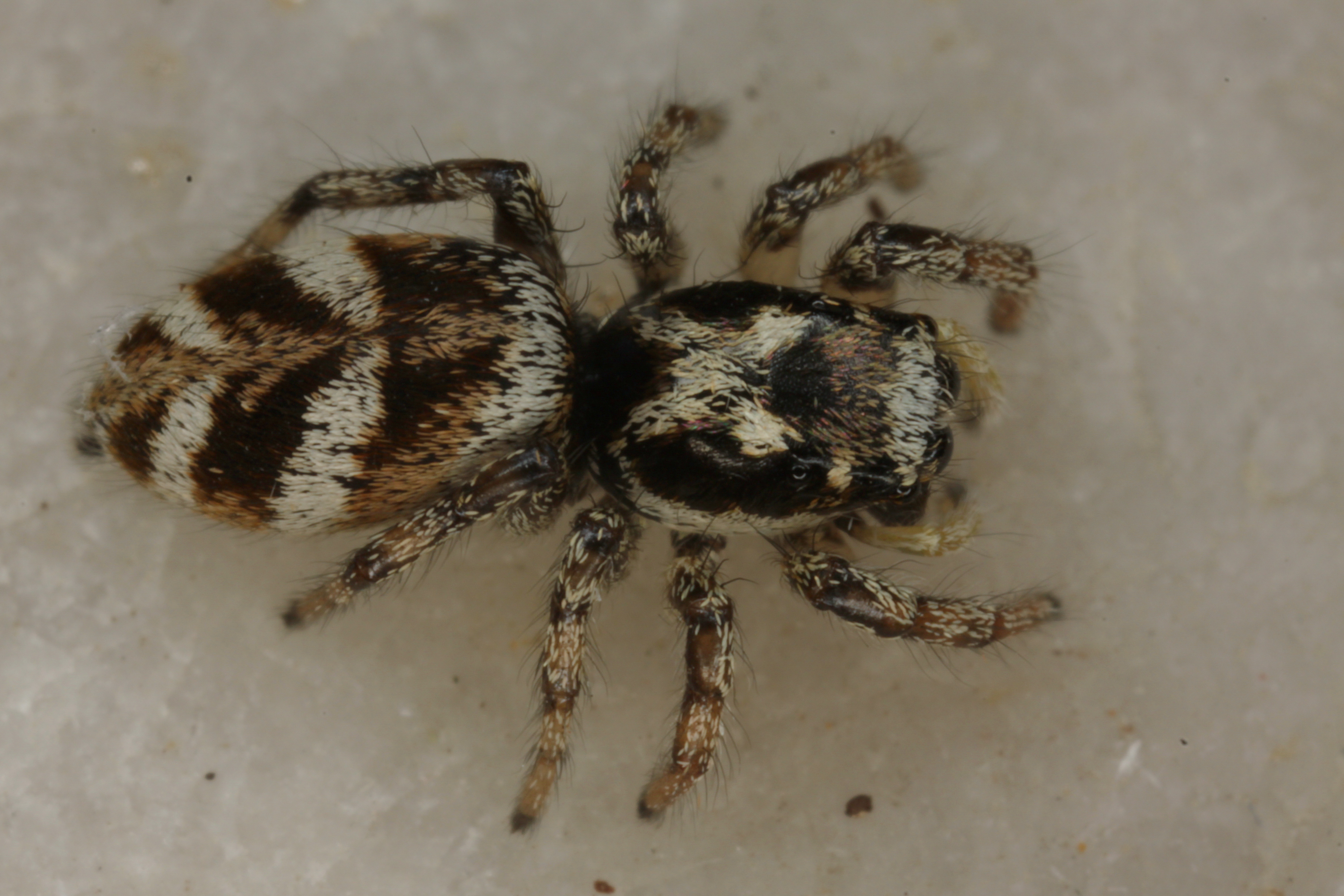 12062013163706 970 art 914  salticus scenicus zebraspringspinne sad f k glantschach harter bach 6 4 2010 chko 23