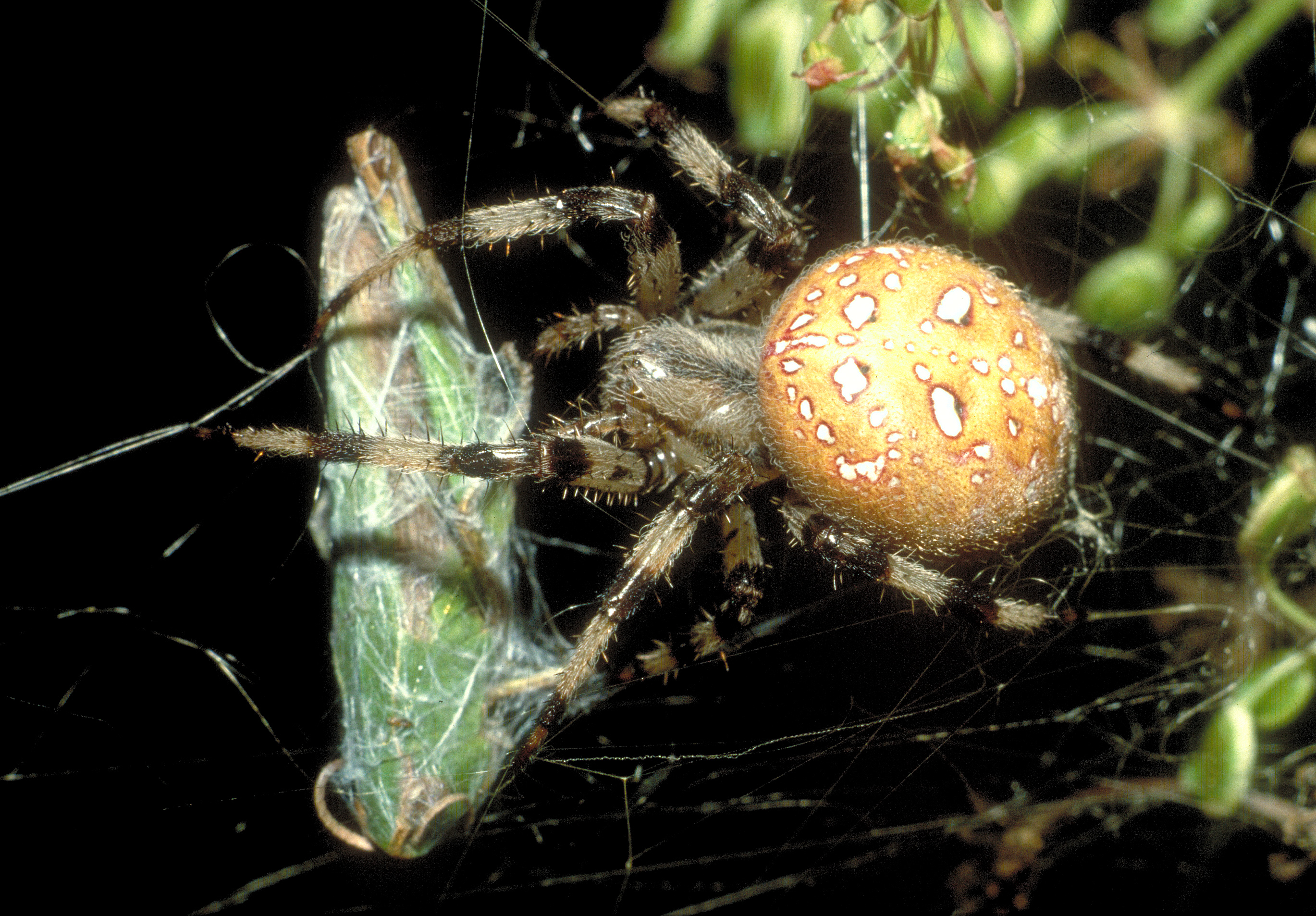 12062013164205 971 art 915 araneus quadratus vierfleckkreuzspinne f mit heuschrecke foto ch komposch