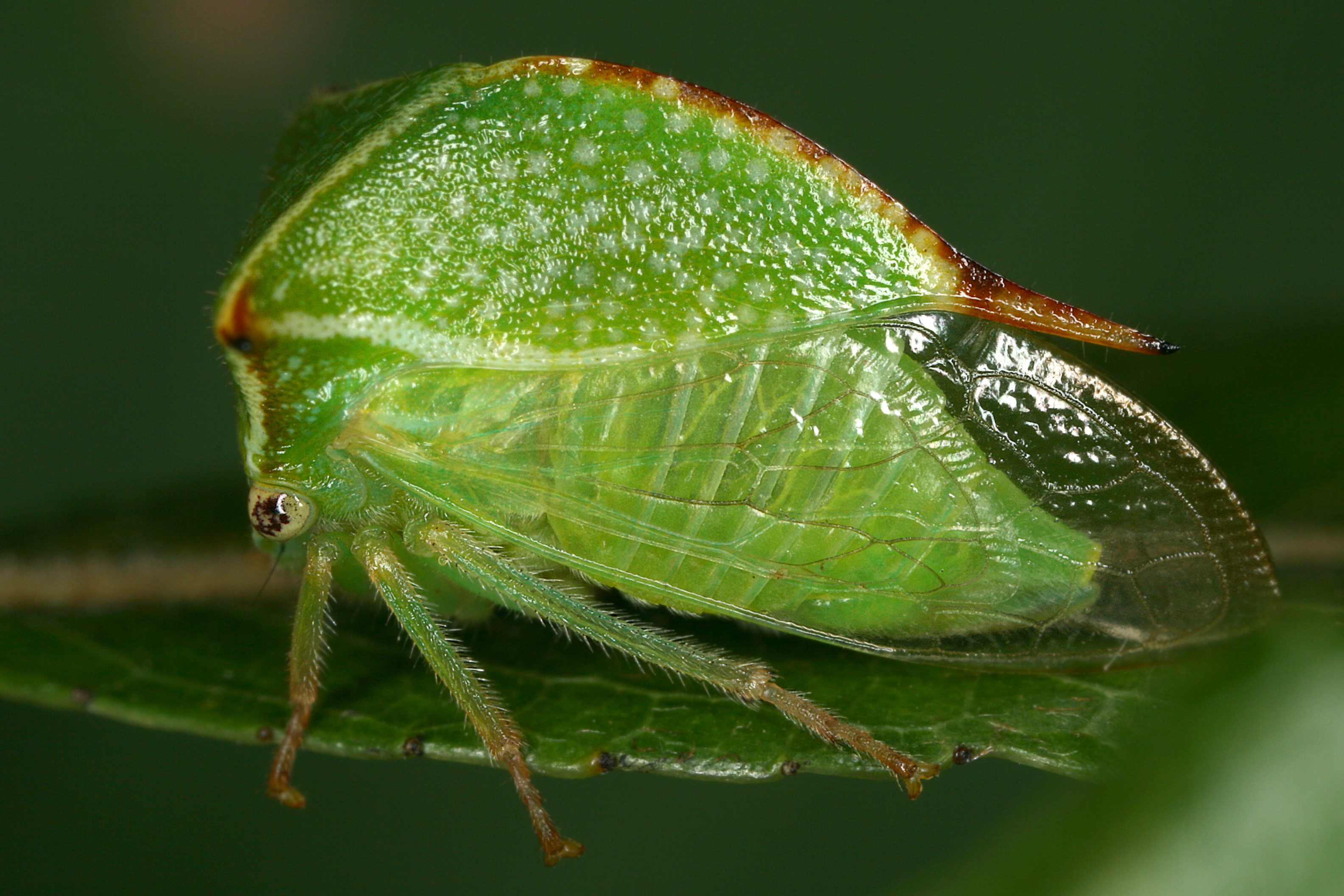 12072013113134 1120 art 964 stictocephala bisonia buffelzikade16.2