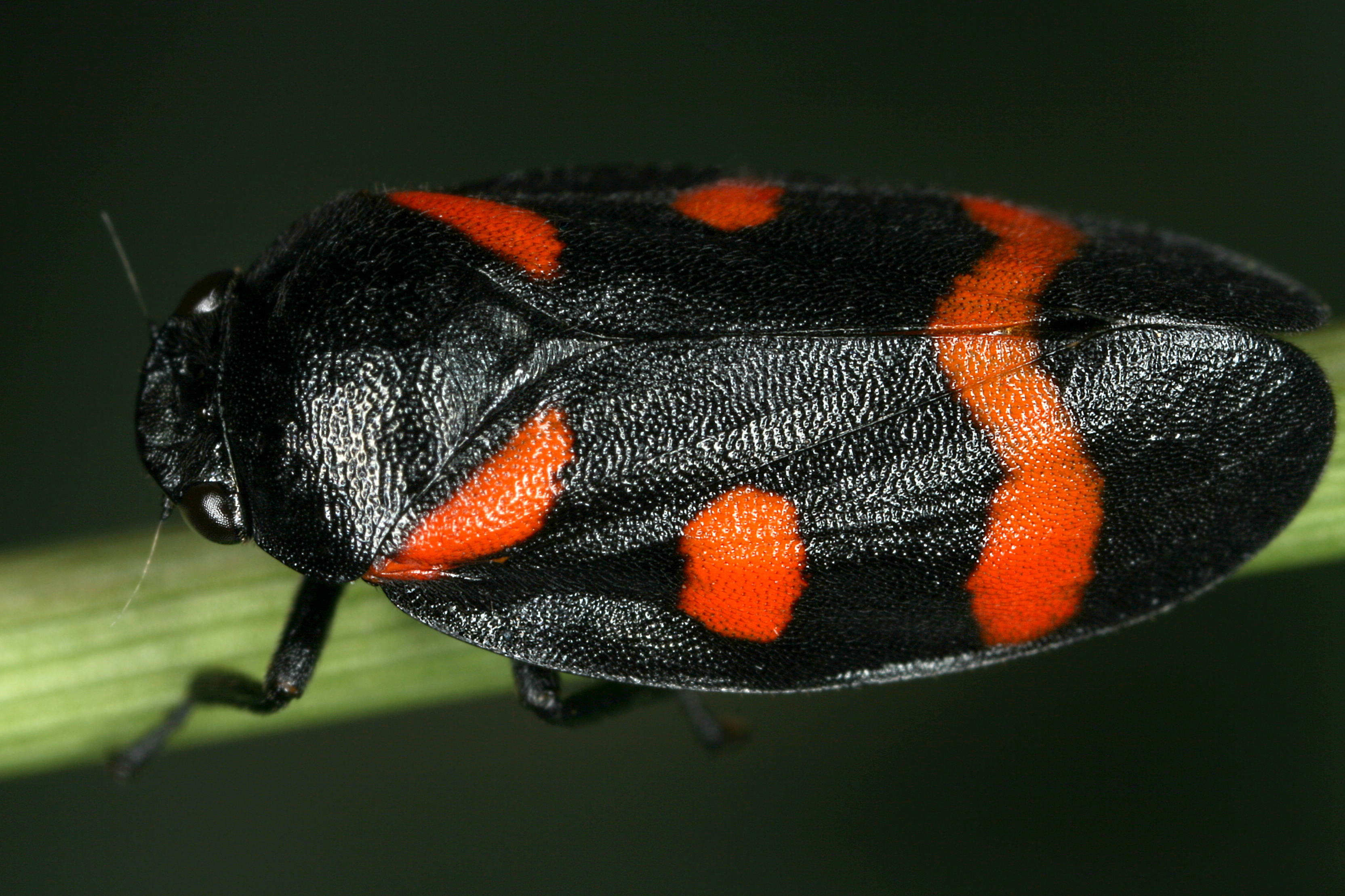 12072013113542 1121 art 967 cercopis sanguinolenta binden blutzikadem9.2