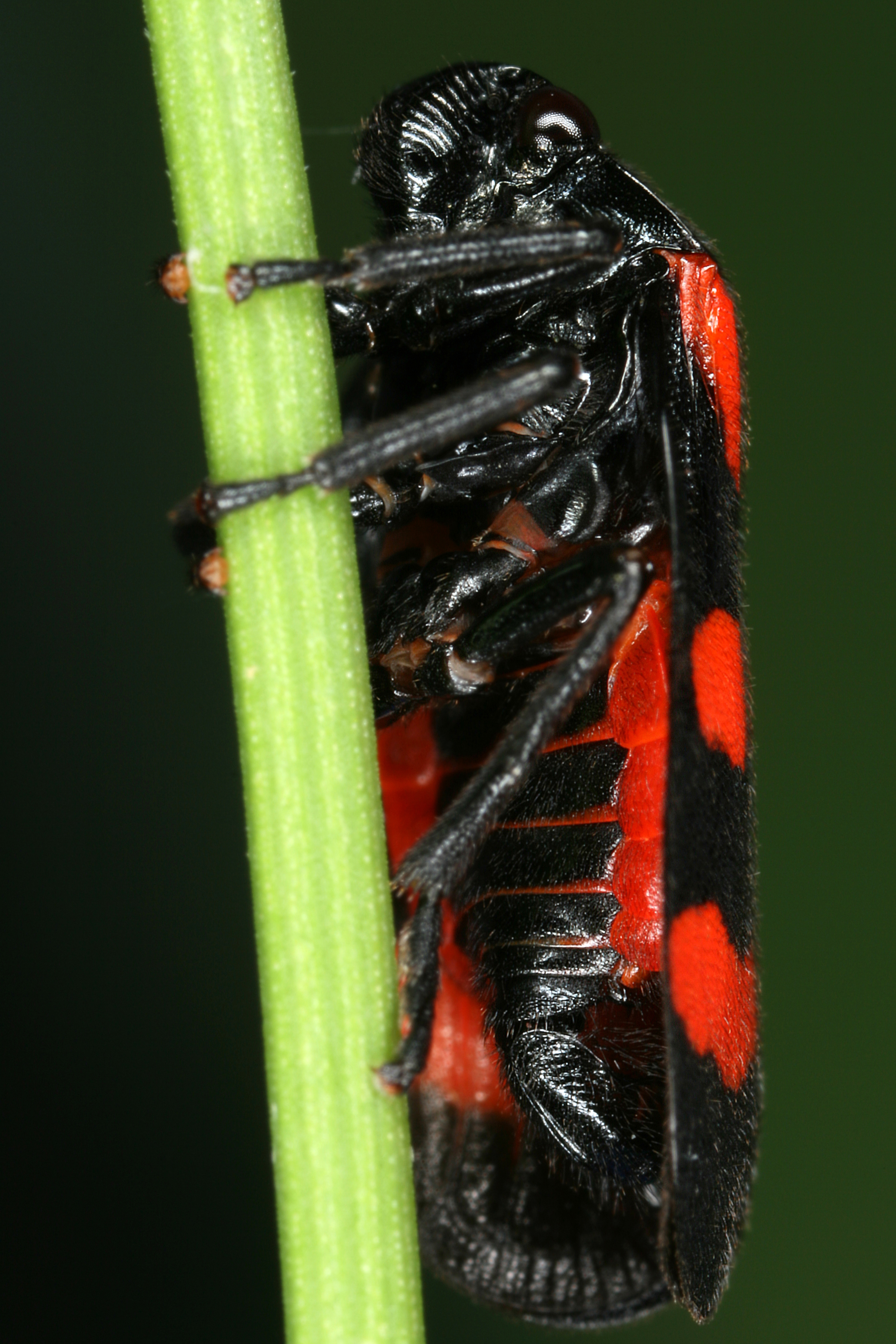 12072013113934 1122 art 968 cercopis arcuata weinbergs blutzikadem4.2