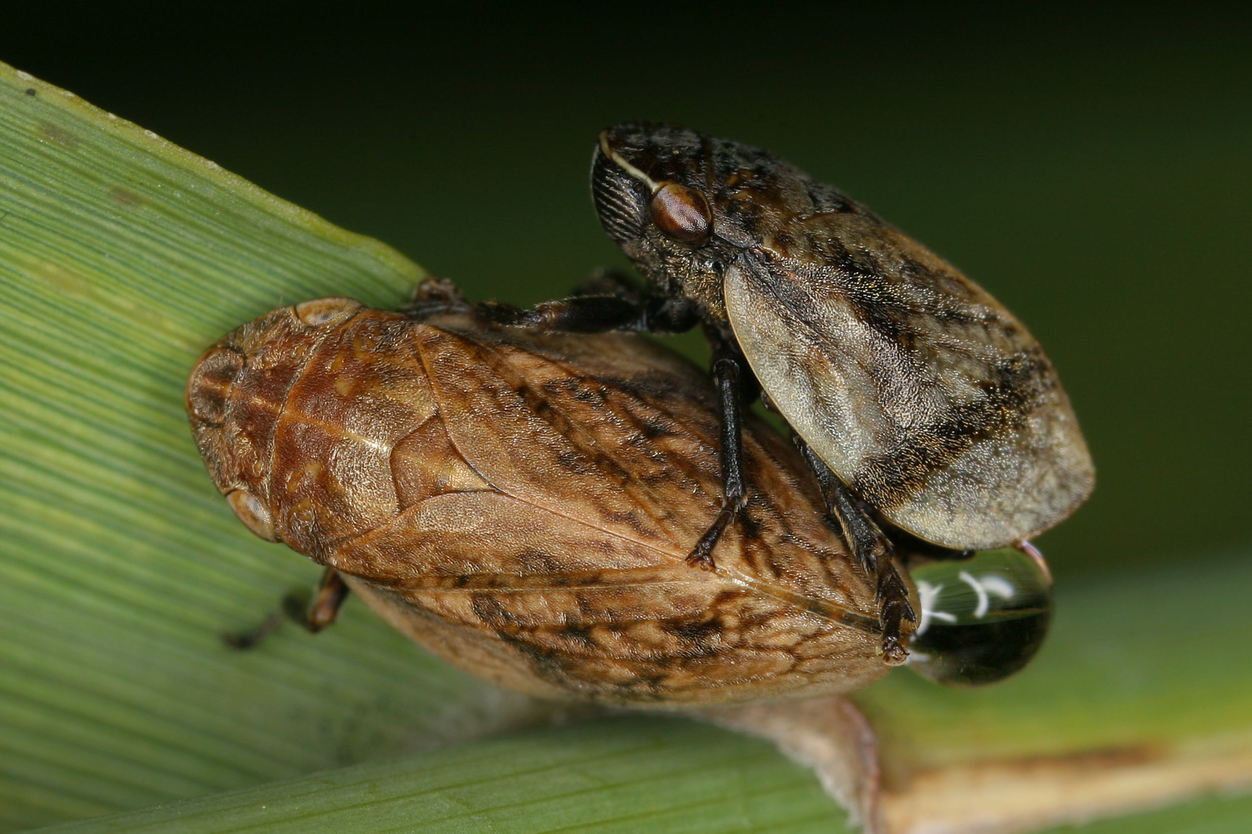 12072013114600 1123 art 970 lepyronia coleoptrata wanst schaumzikadek1.2