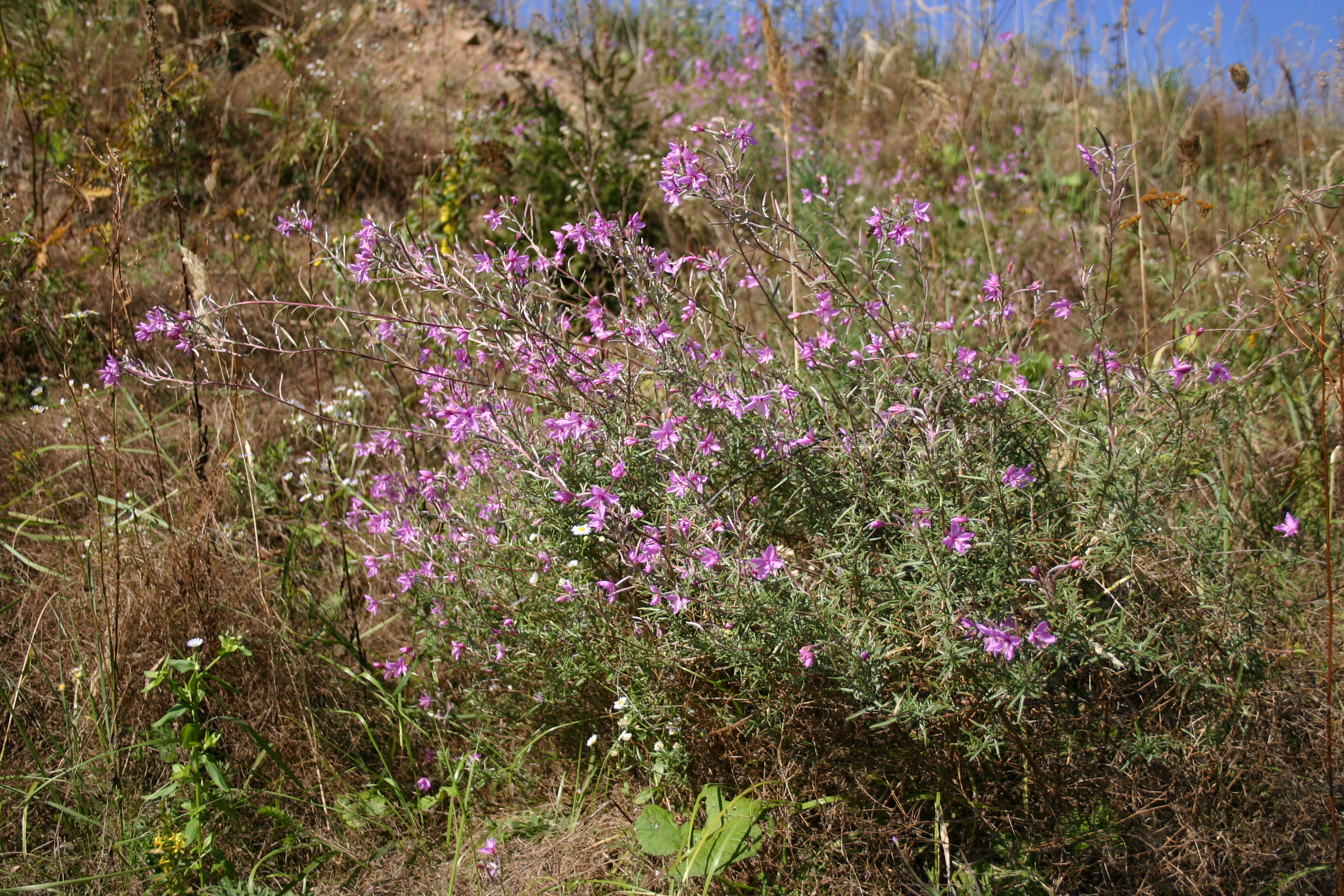12082013215608 1328 art 1183 epilobium dodonaei img 3835 1