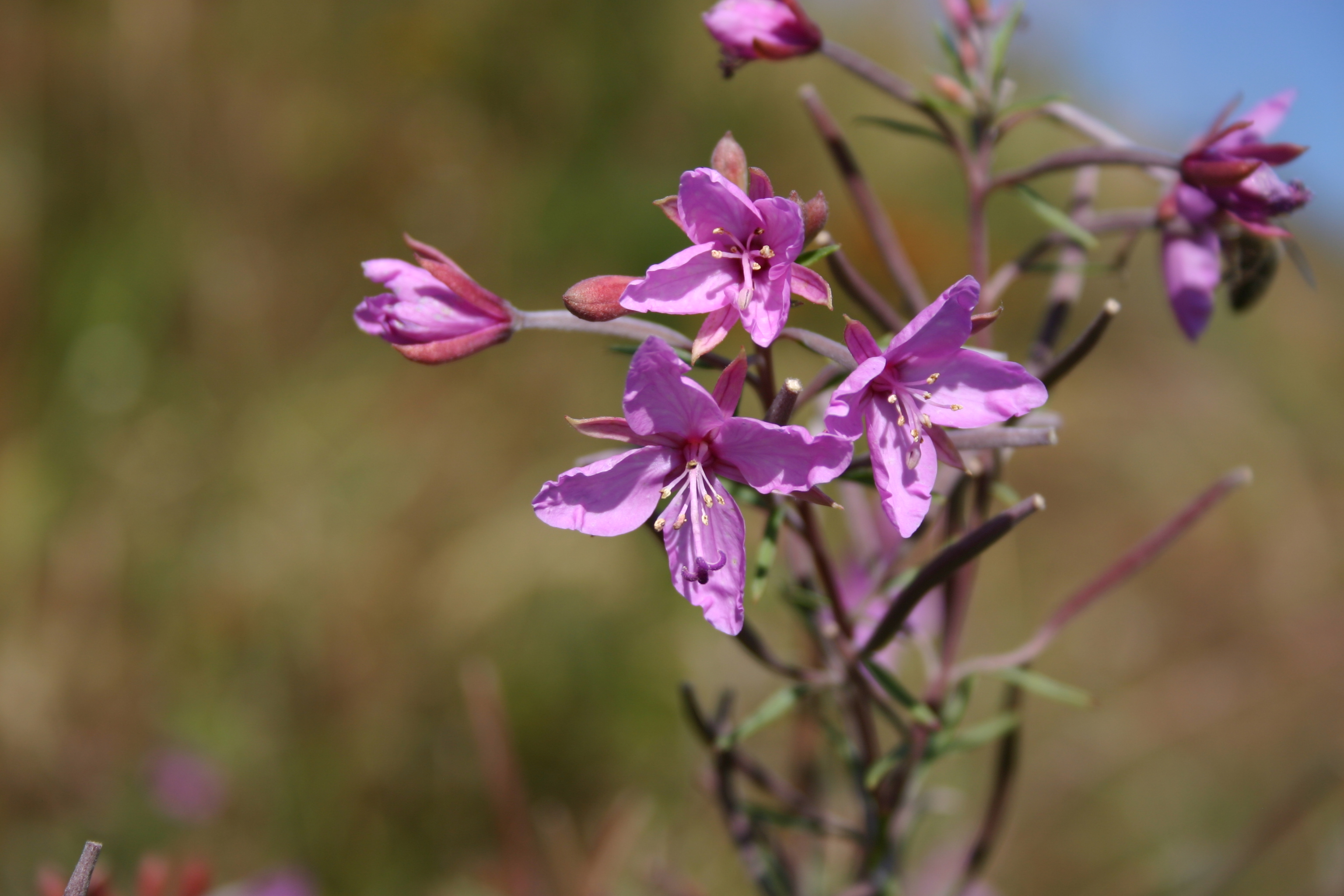 12082013215840 1329 art 1183 epilobium dodonaei img 3835 2