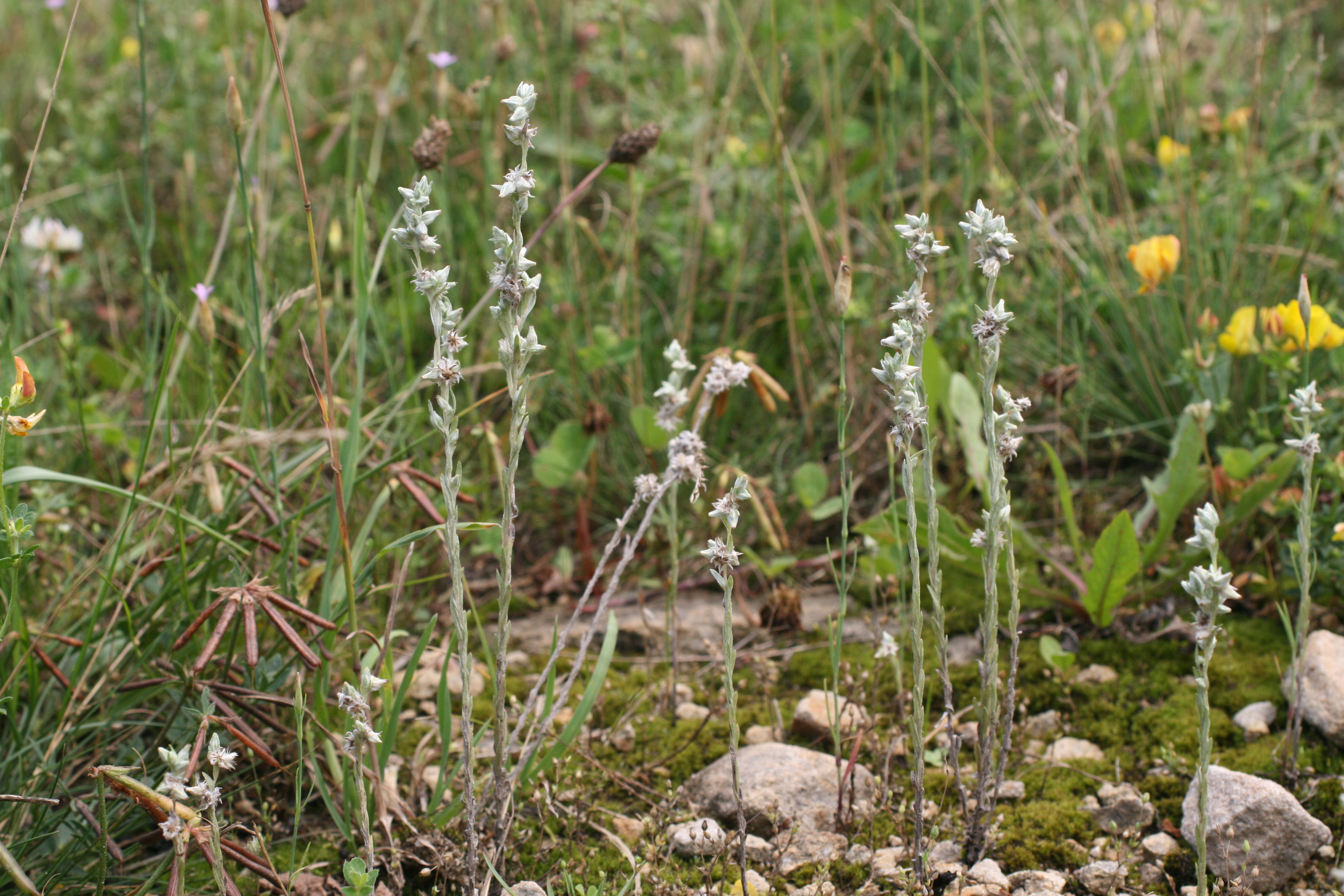 12082013220209 1330 art 1184 filago arvensis salfold balaton oberland ungarn 01 2