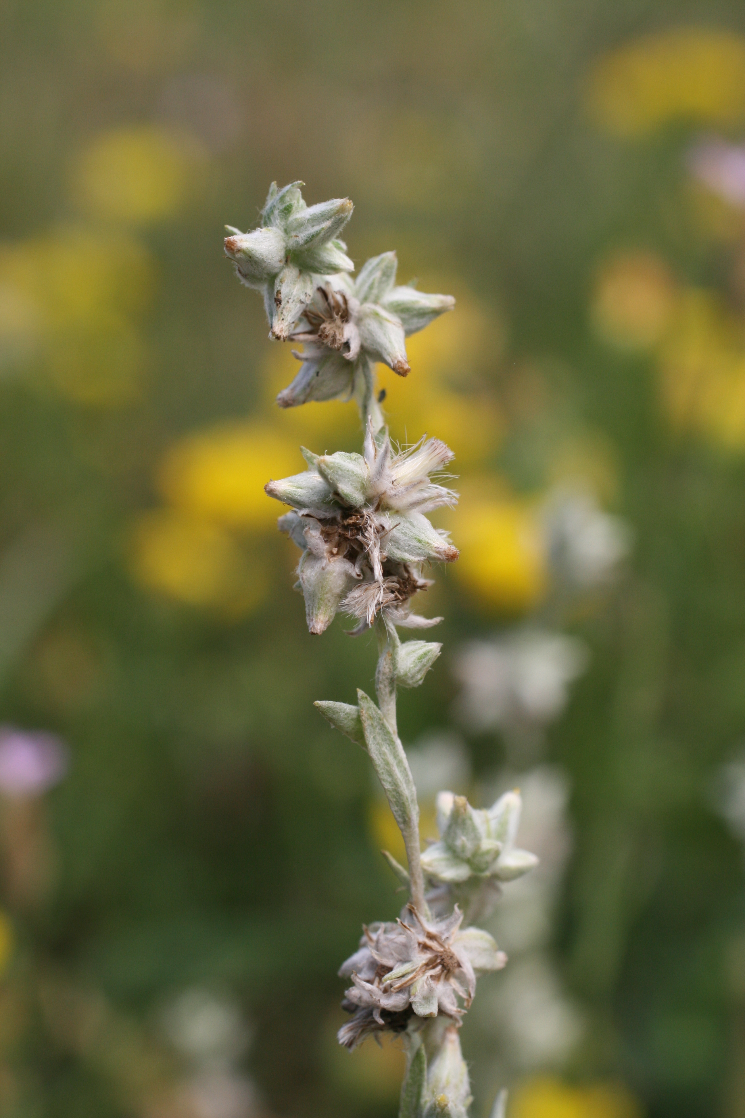 12082013221139 1331 art 1184 filago arvensis salfold balaton oberland ungarn 01 60
