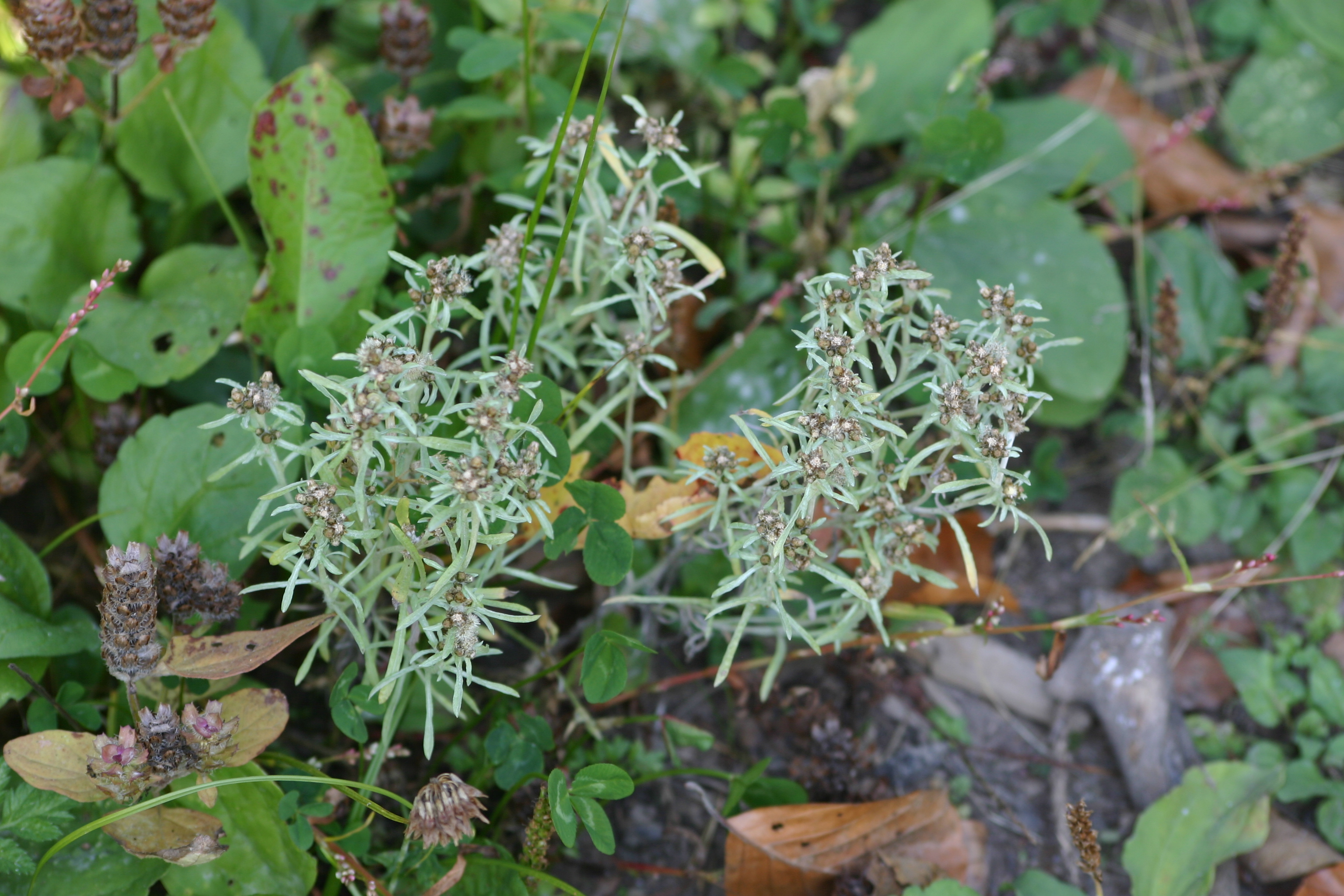 12082013221446 1332 art 1185 gnaphalium uliginosum glbgkg img 5316