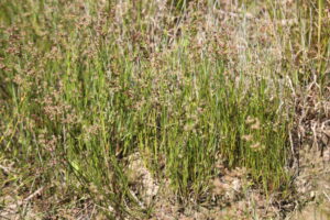 12082013221733 1333 art 1105 juncus articulatus bierbaum a d safen 29 95