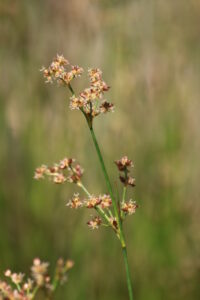 12082013221928 1334 art 1105 juncus articulatus bierbaum a d safen 29 98