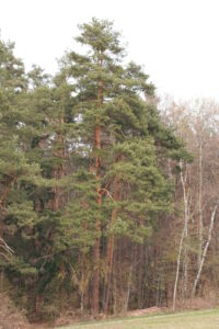 12082013222137 1335 art 1125 pinus sylvestris buchschachen 0 184
