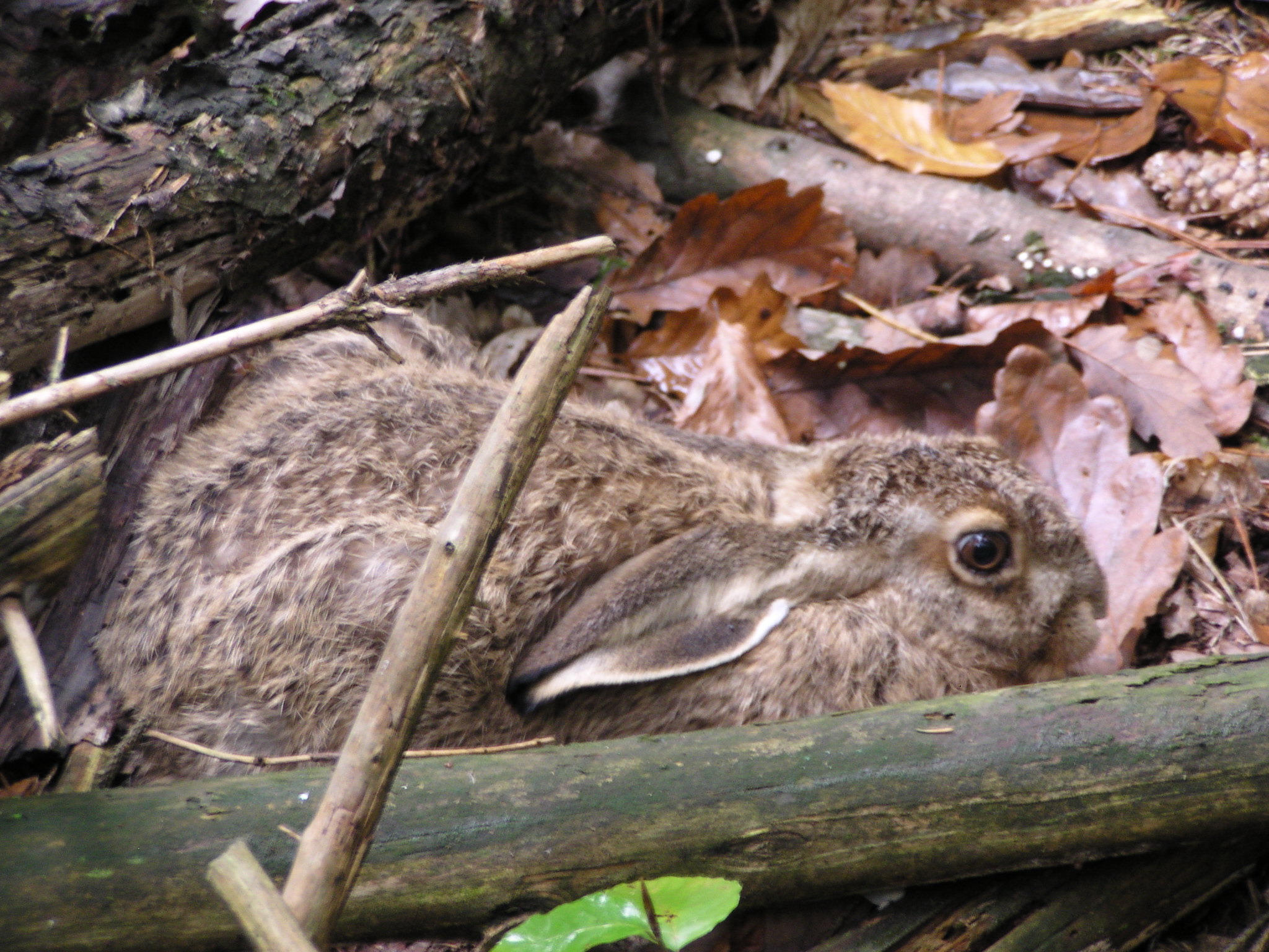 12092013141457 2072 art 884 feldhase