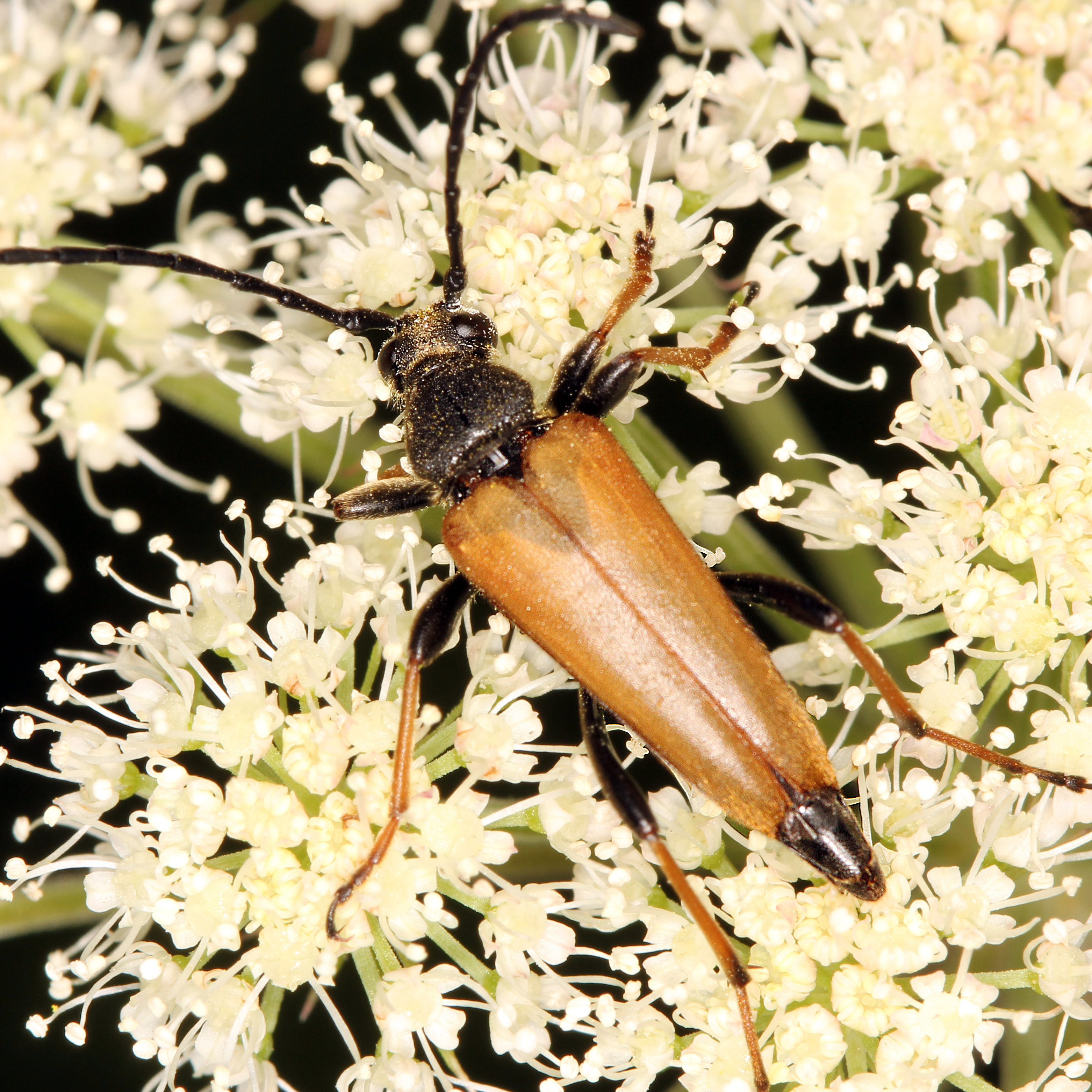 12092014000251 2744 art 1702 stictoleptura rubra m 2