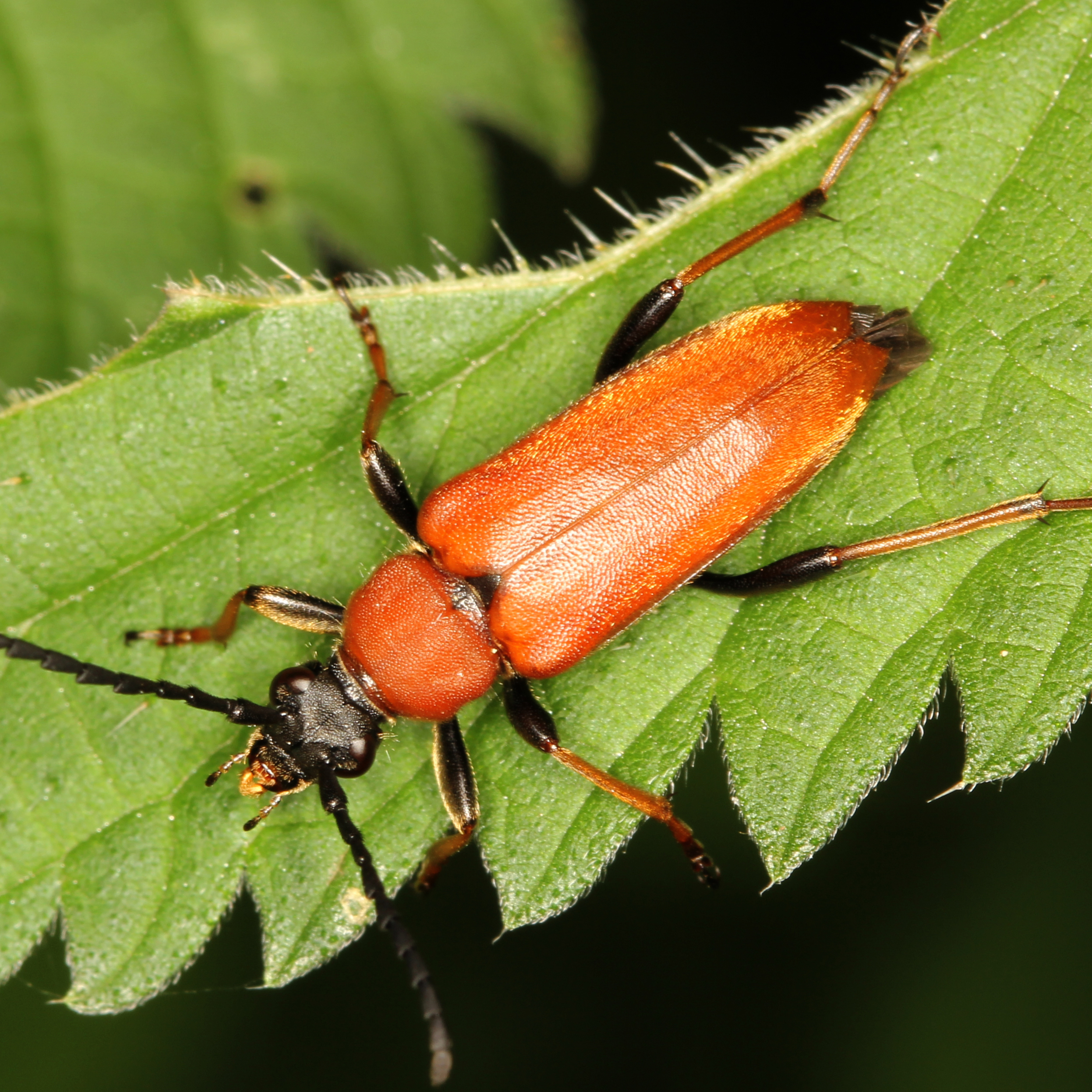 12092014000826 2745 art 1702 stictoleptura rubra w 1