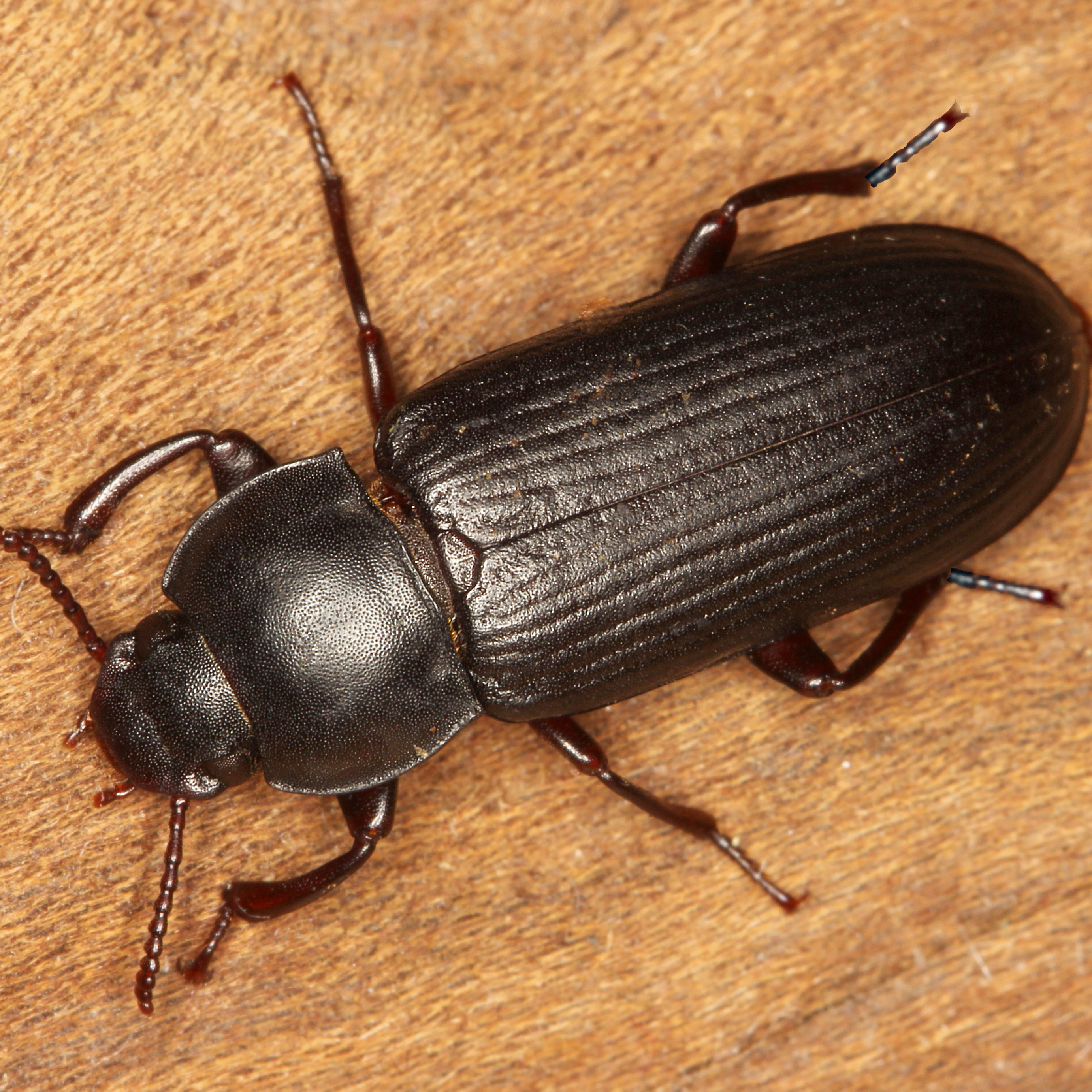 12092014000945 2746 art 1703 tenebrio molitor 1