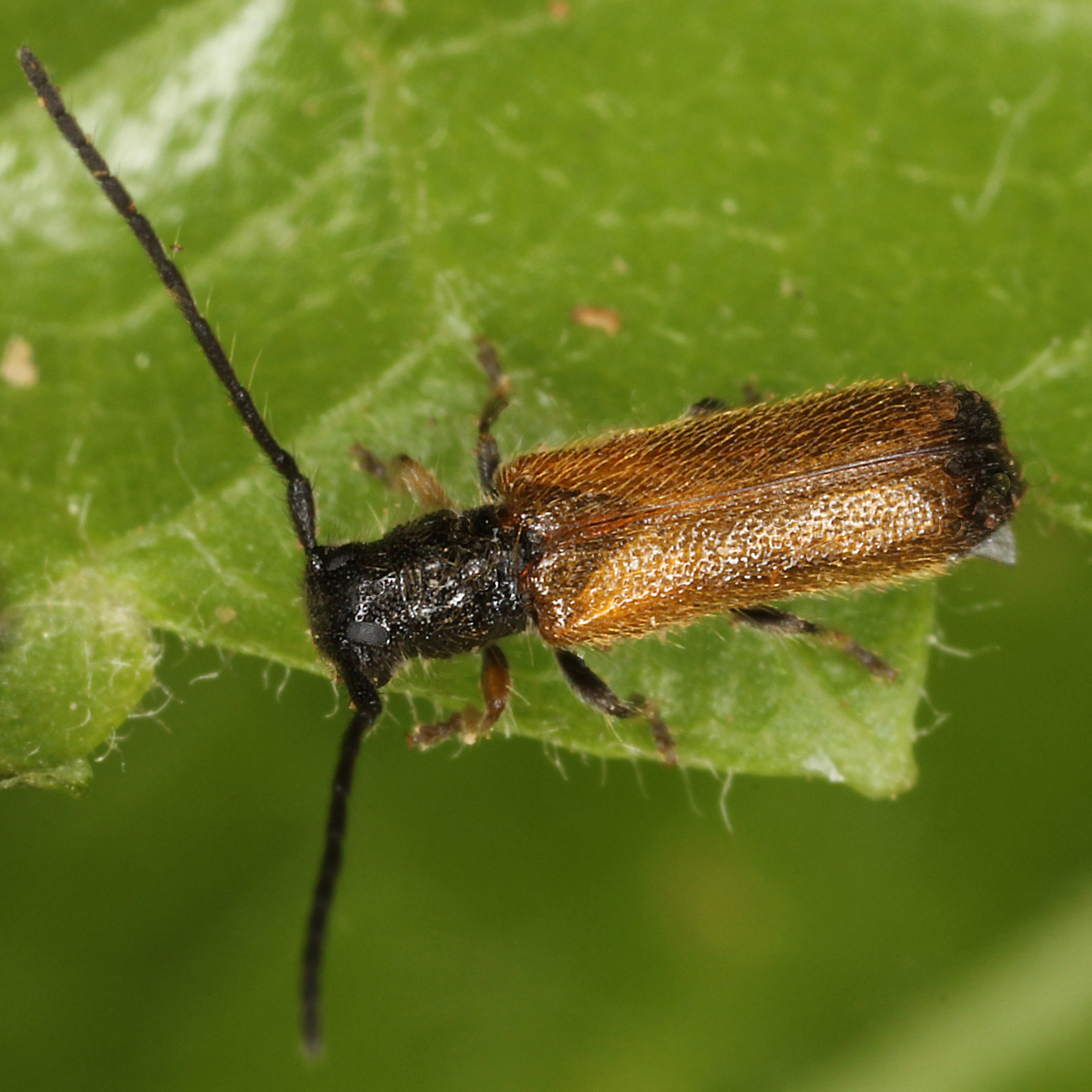 12092014001127 2747 art 1704 tetrops praeusta 1