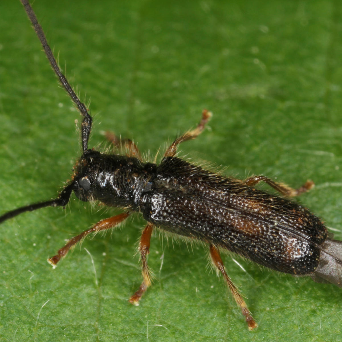 12092014001509 2748 art 1705 tetrops starkii 2 2