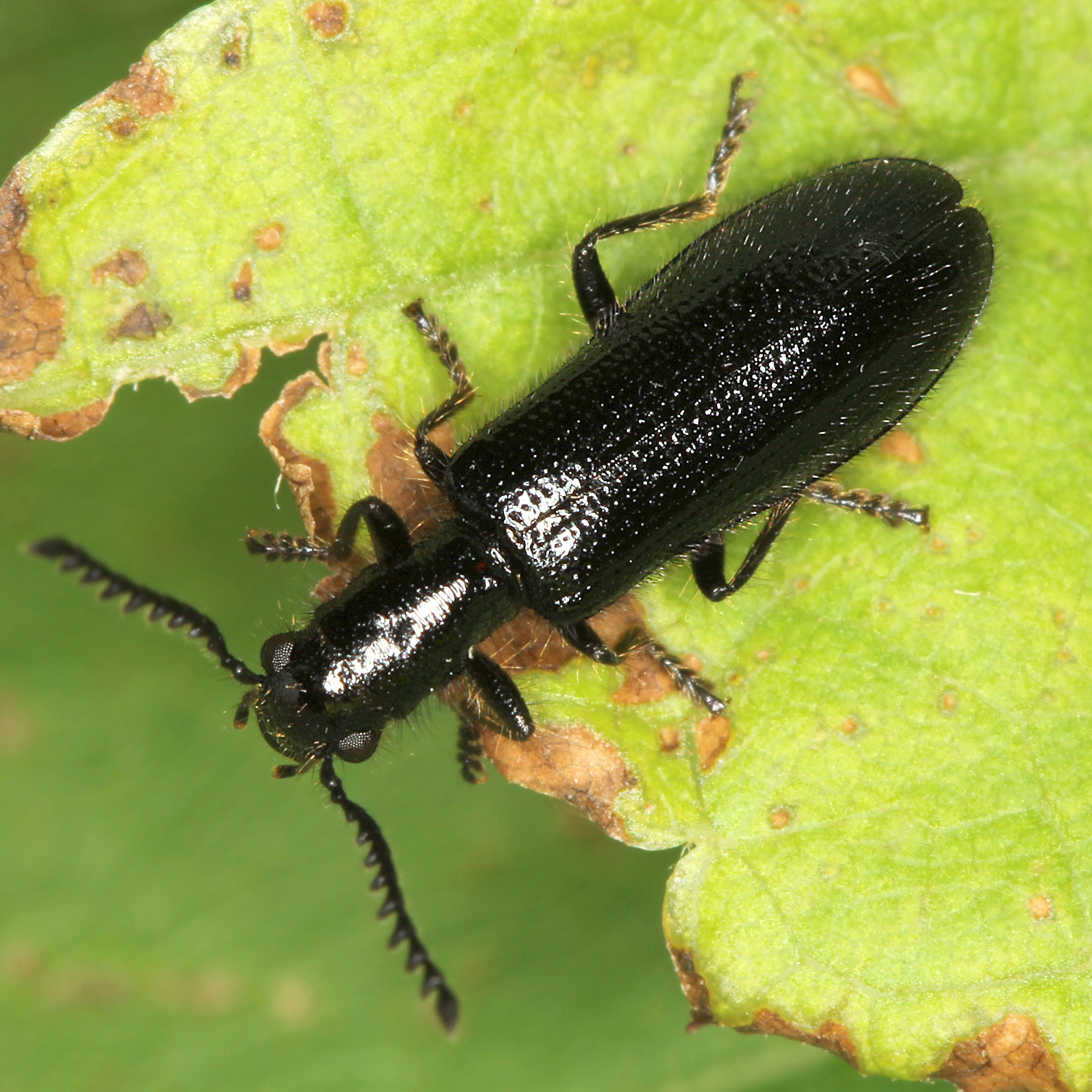 12092014001723 2749 art 1706 tillus elongatus 2