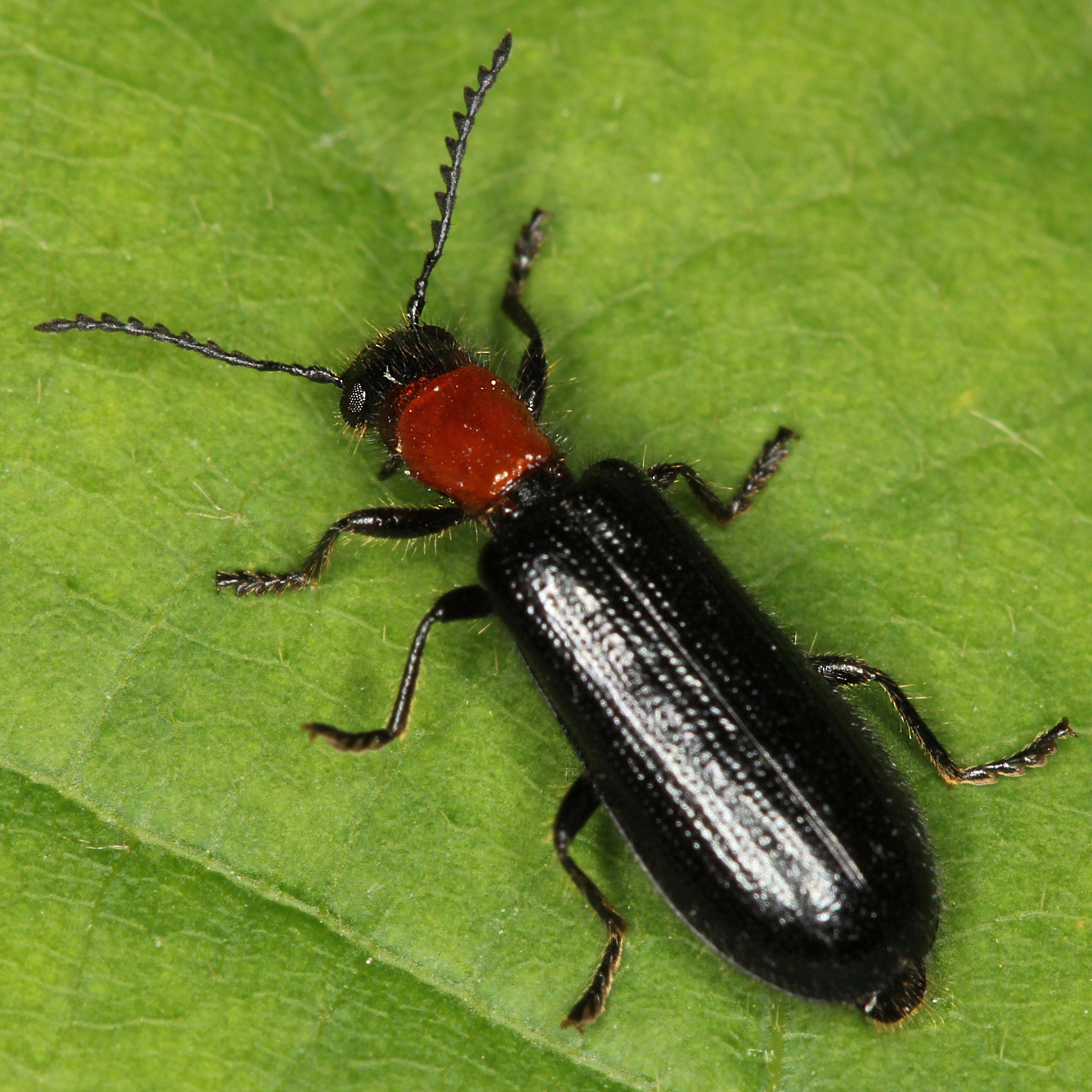 12092014002125 2750 art 1706 tillus elongatus 6