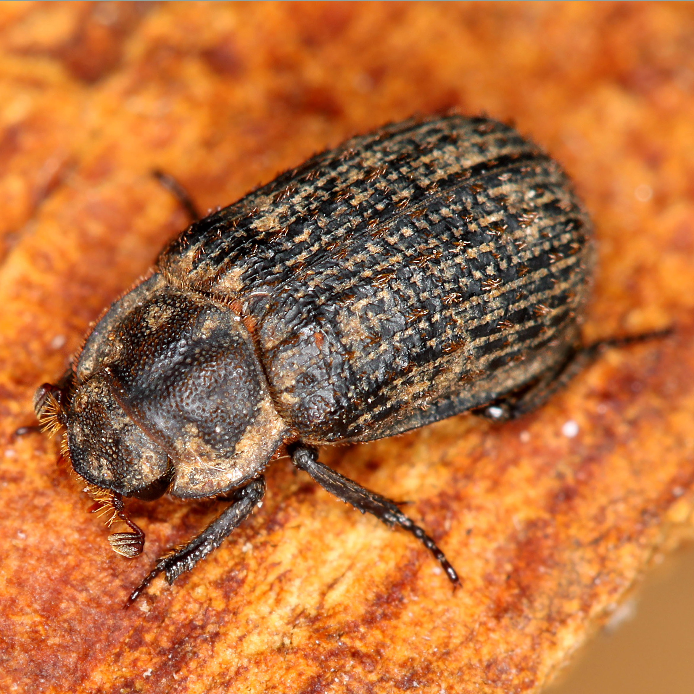 12092014002231 2751 art 1707 trox scaber 2 1