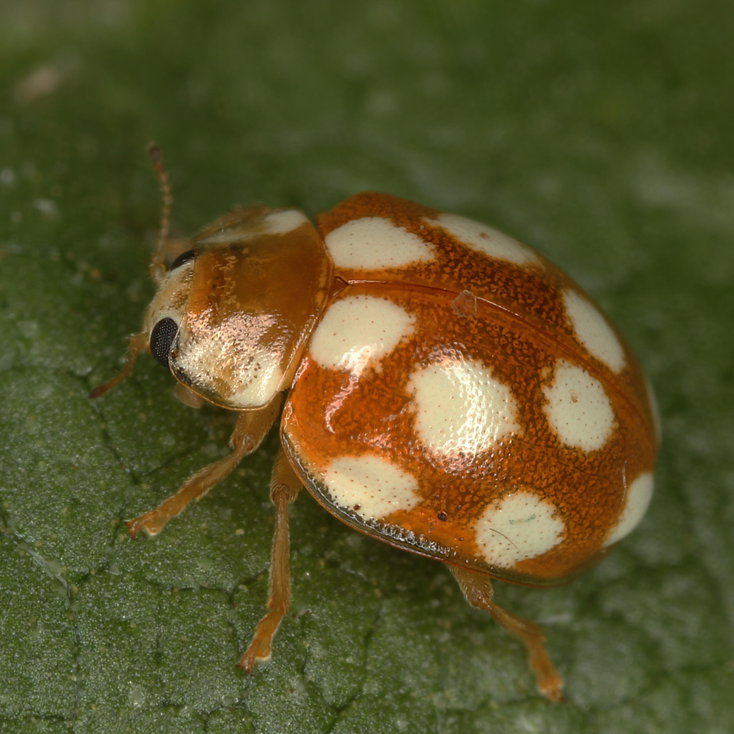 12092014002816 2753 art 1709 vibidia duodecimguttata 4