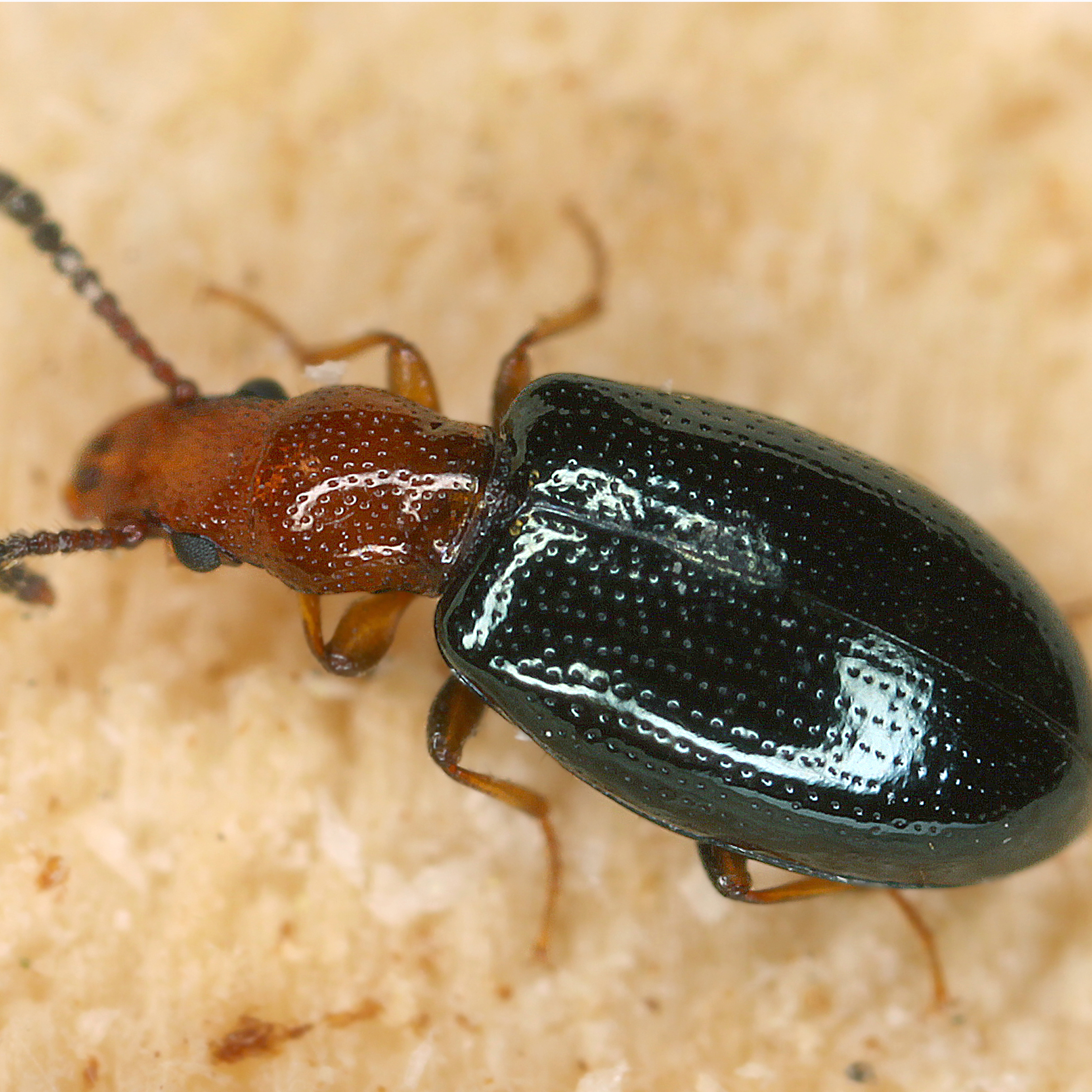 12092014003307 2754 art 1710 vincenzellus ruficollis