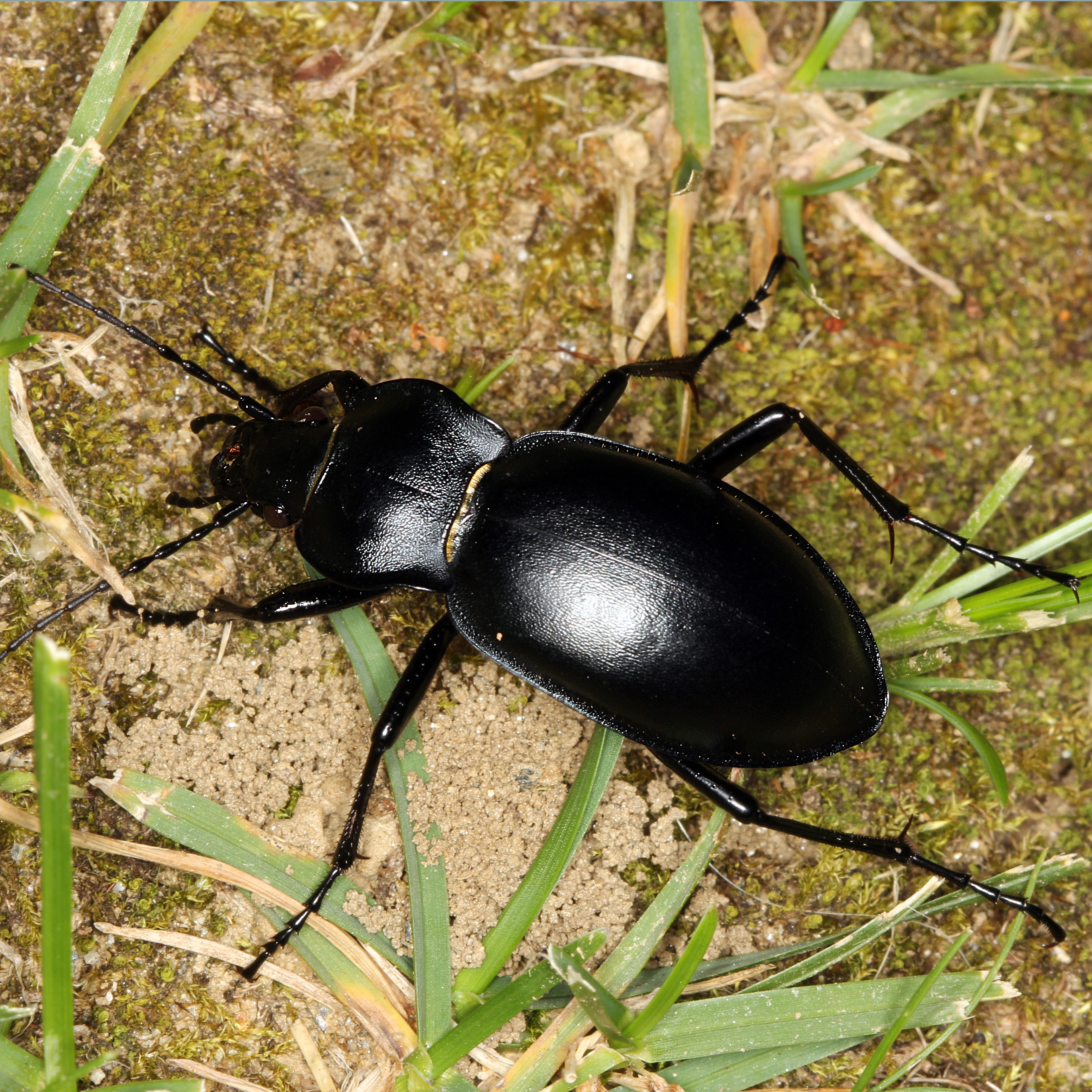 13052013165334 338 art 390 carabus glabratus 4