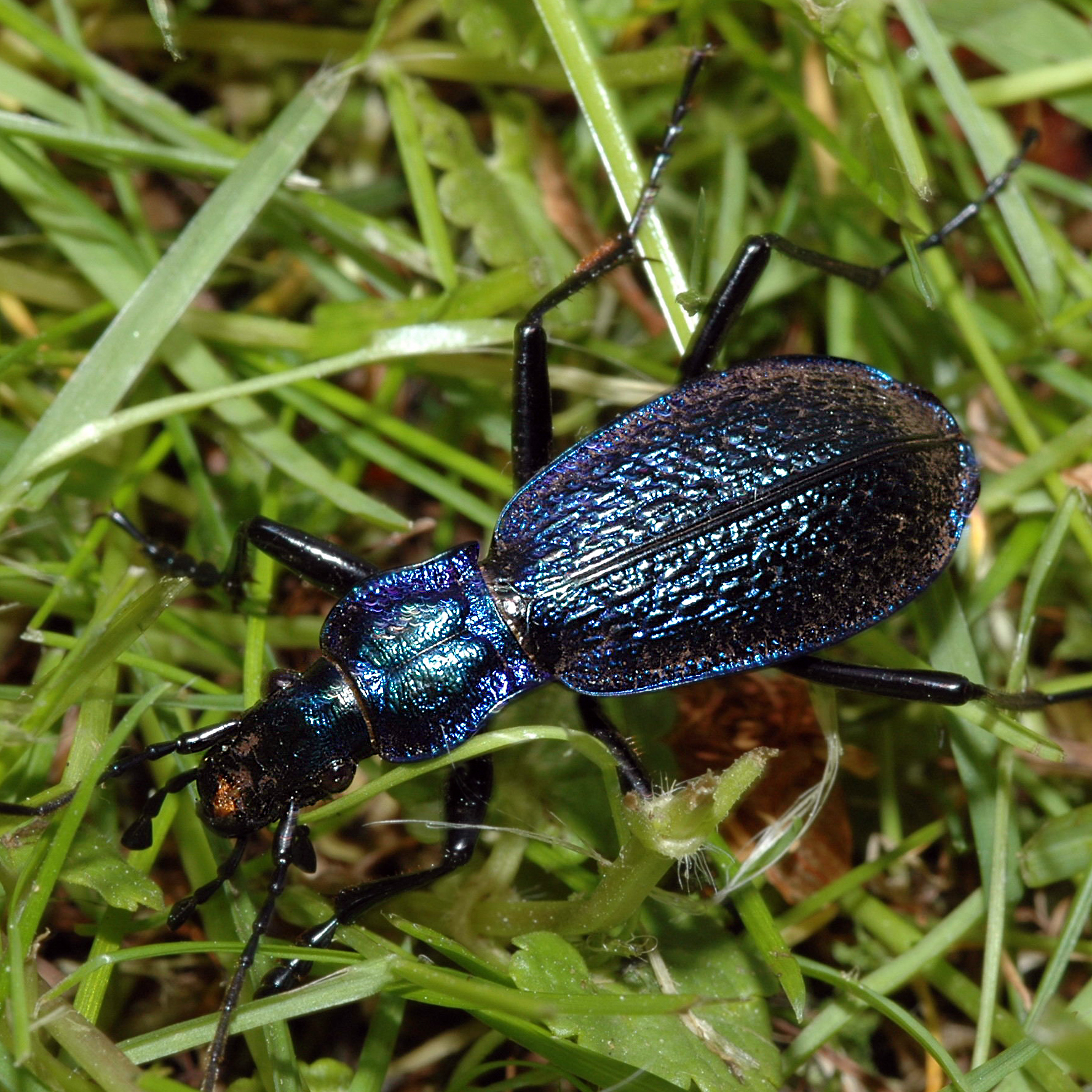 13052013173253 339 art 391 carabus intricatus 6