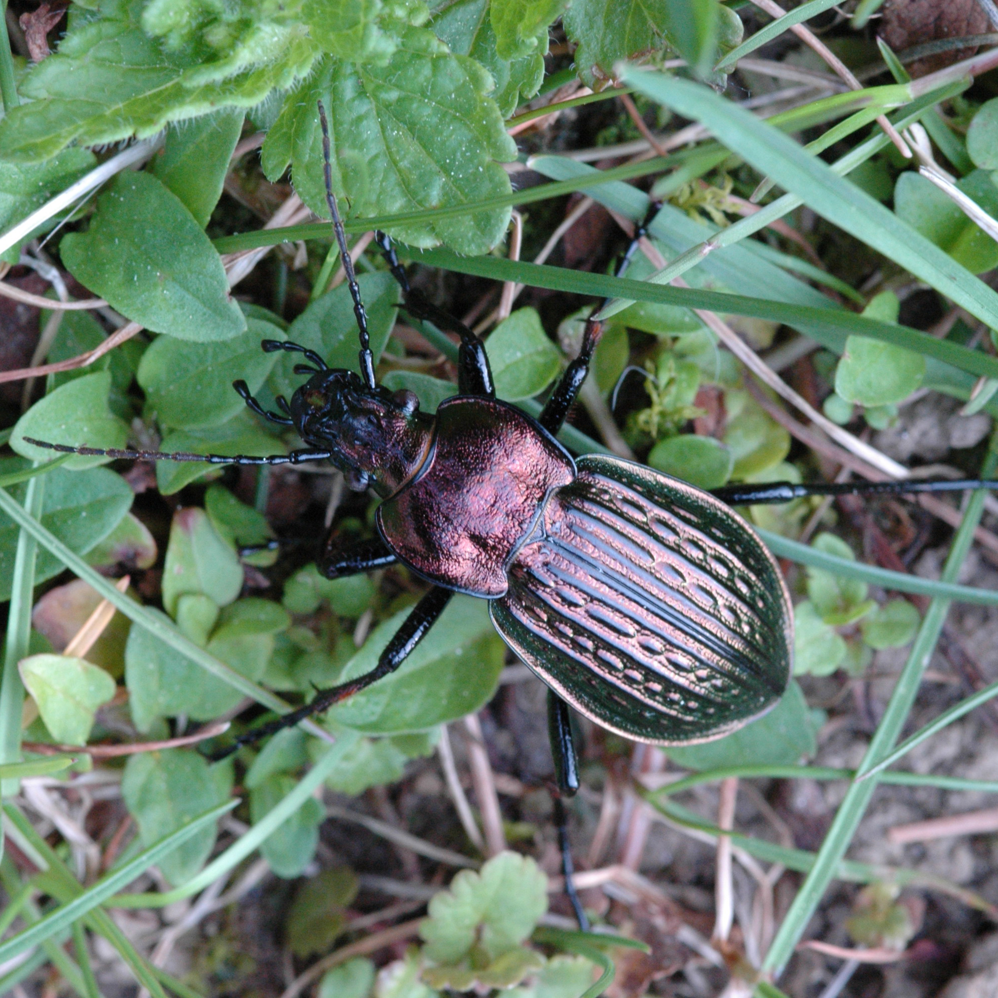 13052013175719 340 art 392 carabus ulrichii 1