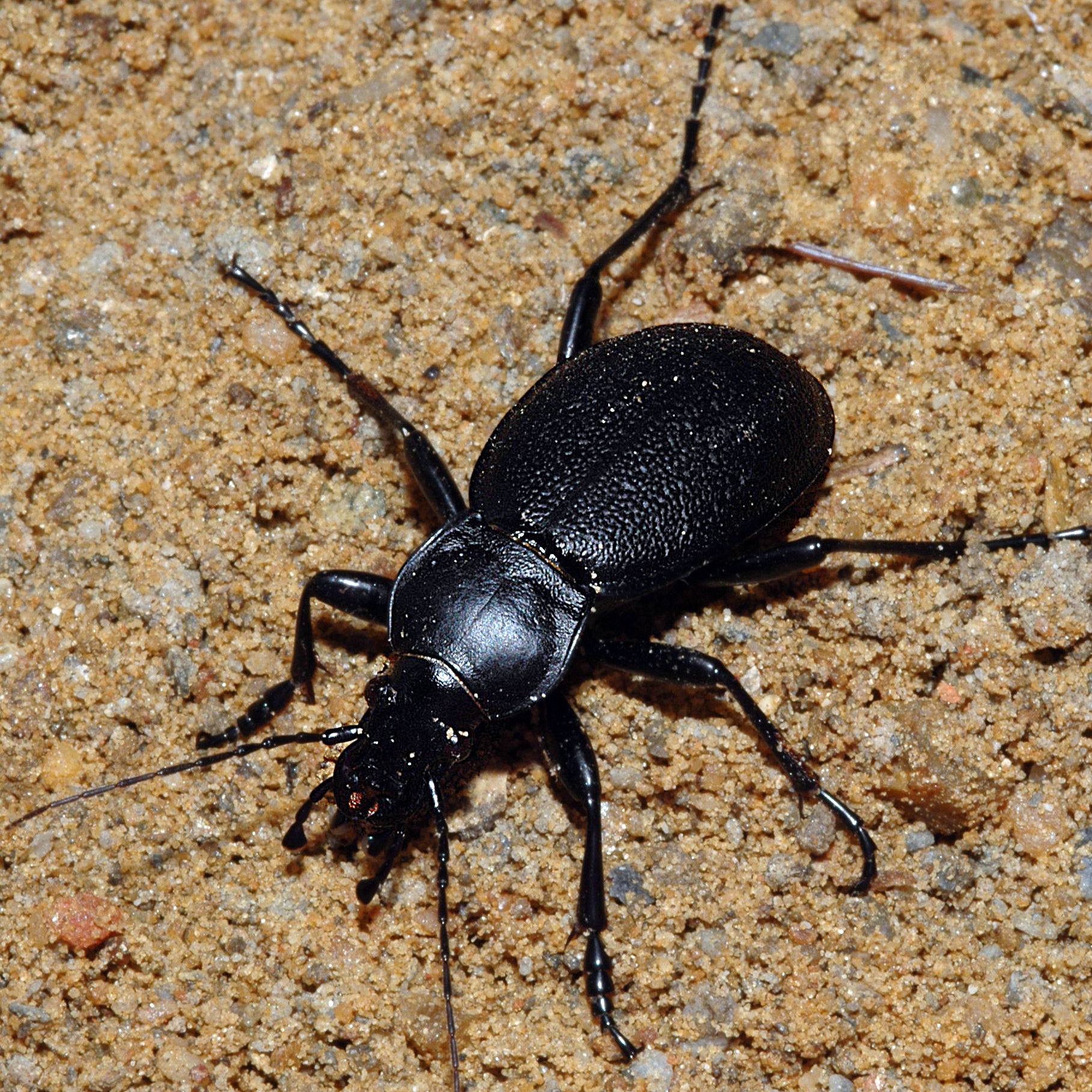 13052013182428 341 art 393 carabus coriaceus 3