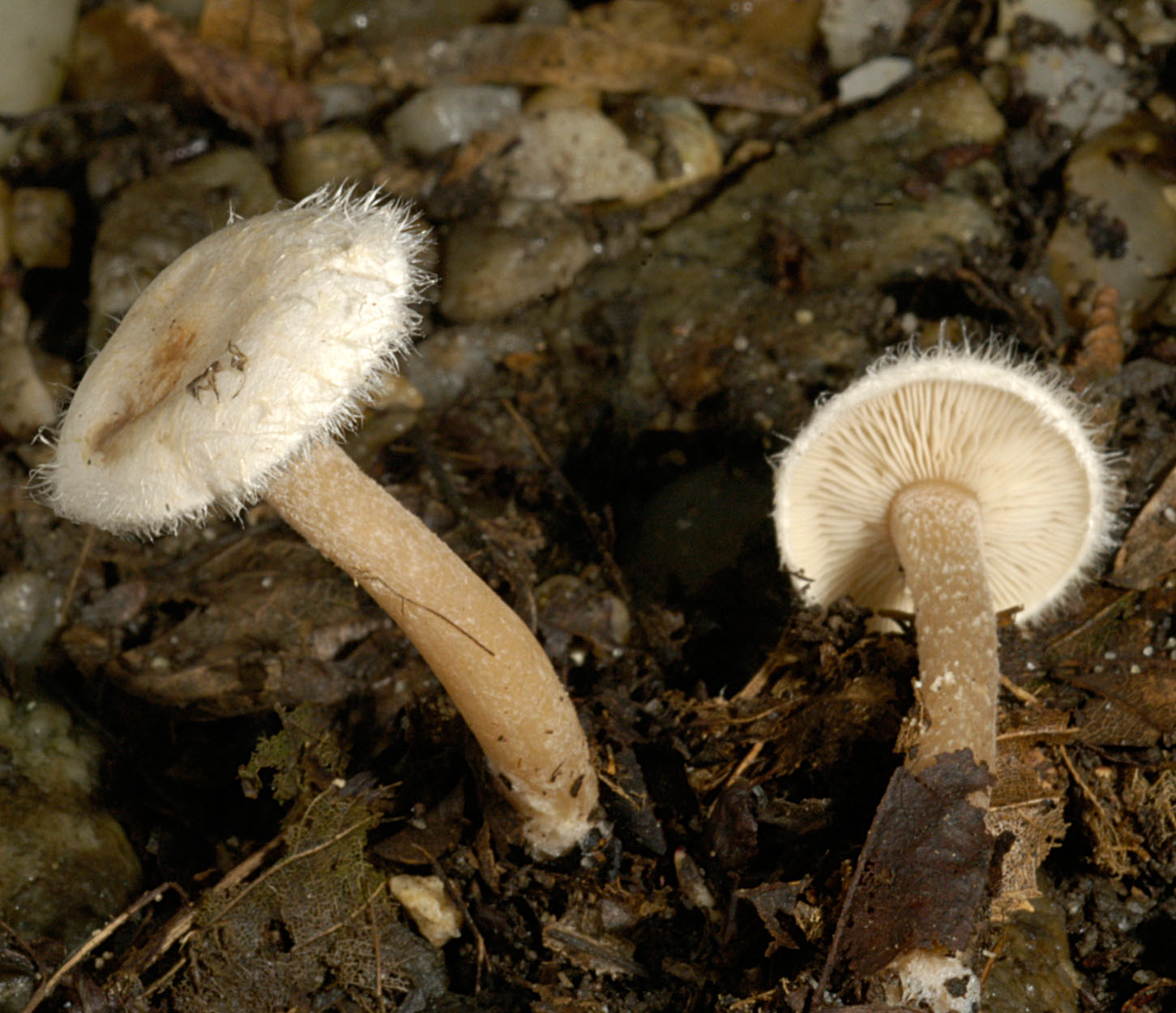 13052013203429 342 art 394 rip tricholoma 5163 14 kopie