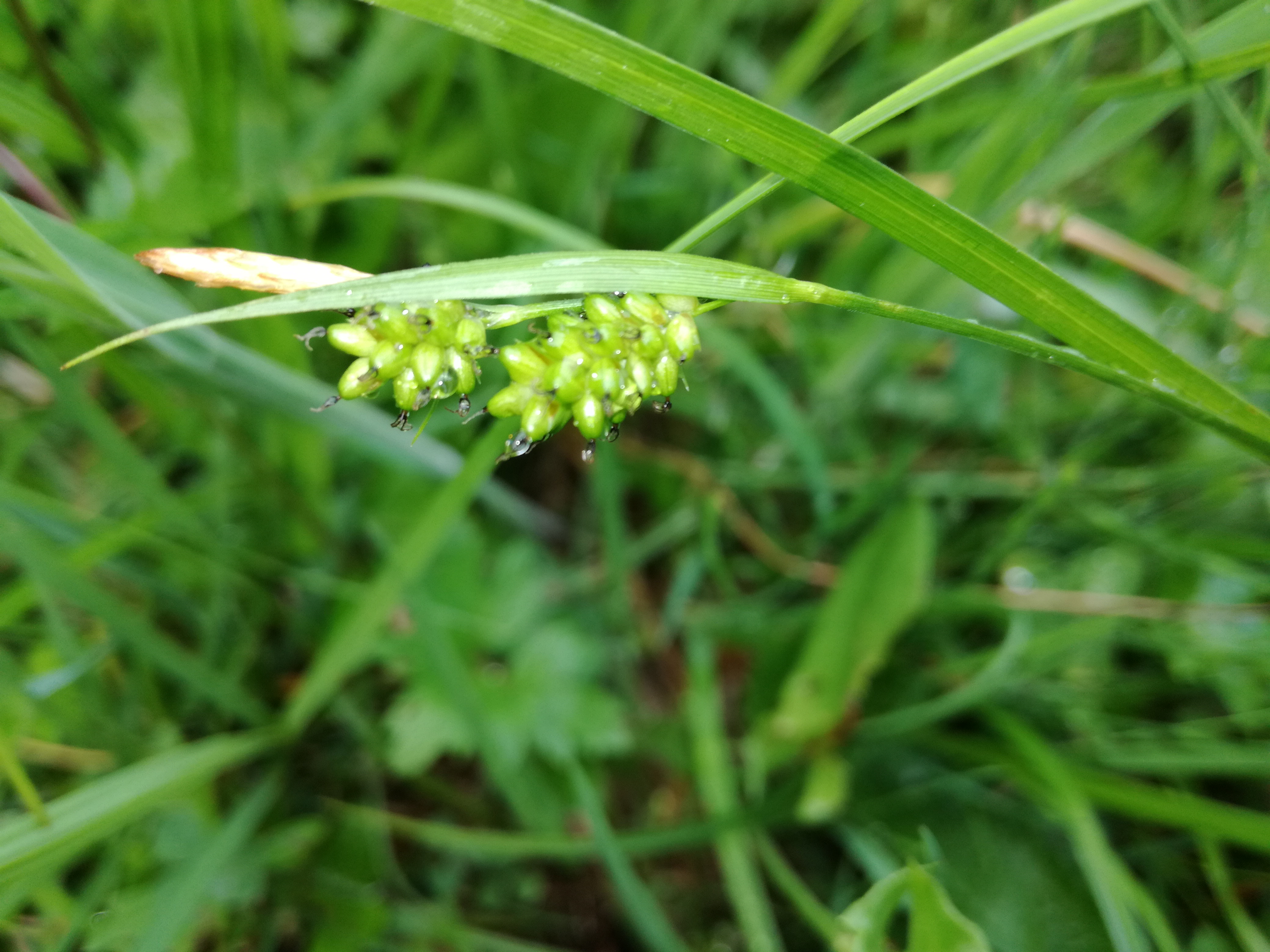 13052018124146 3615 art 2172 img 20180512 175903