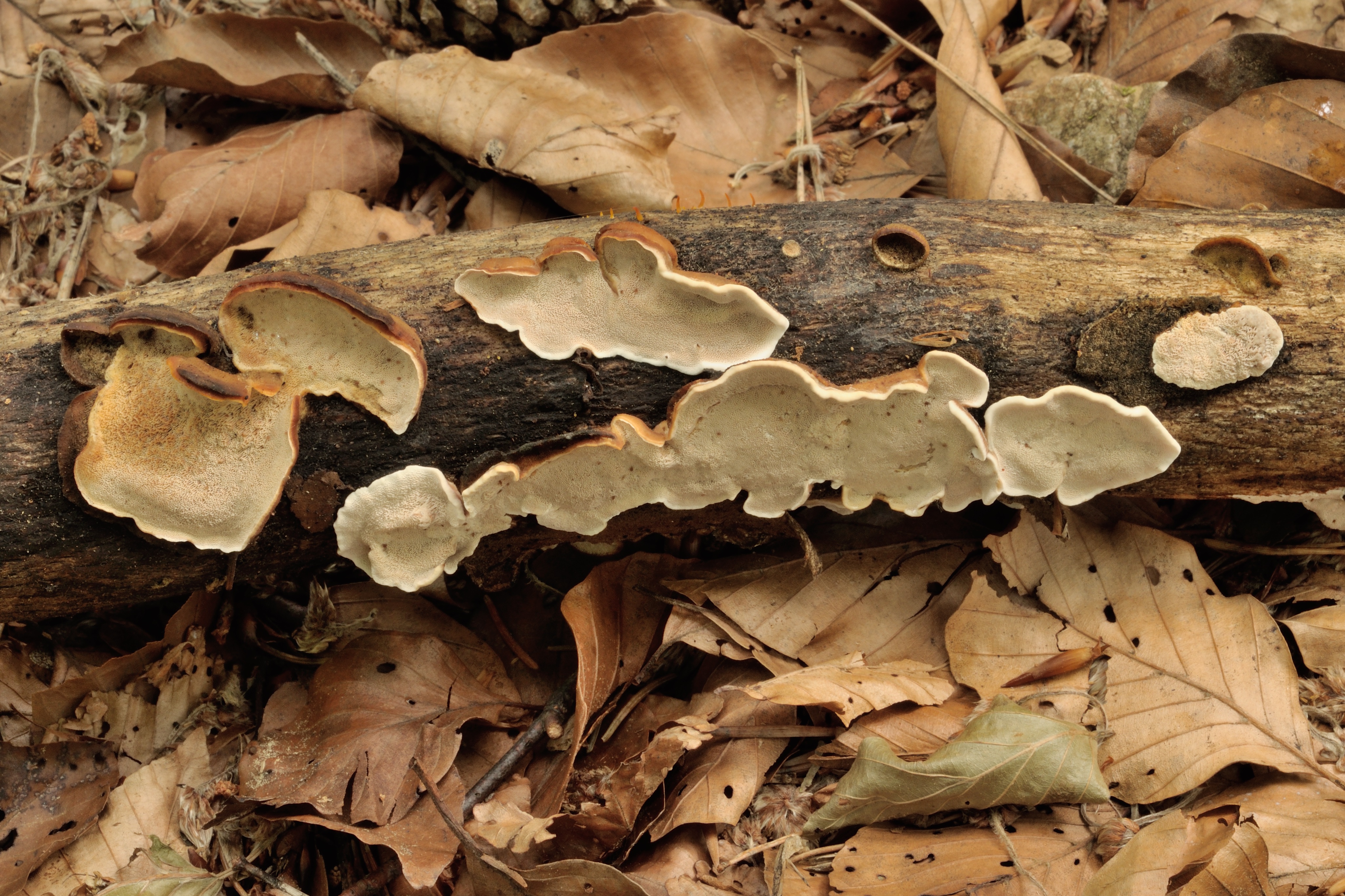 13052018210756 3618 art 2175 antrodiella fragrans duftende weisfauletramete 20110004