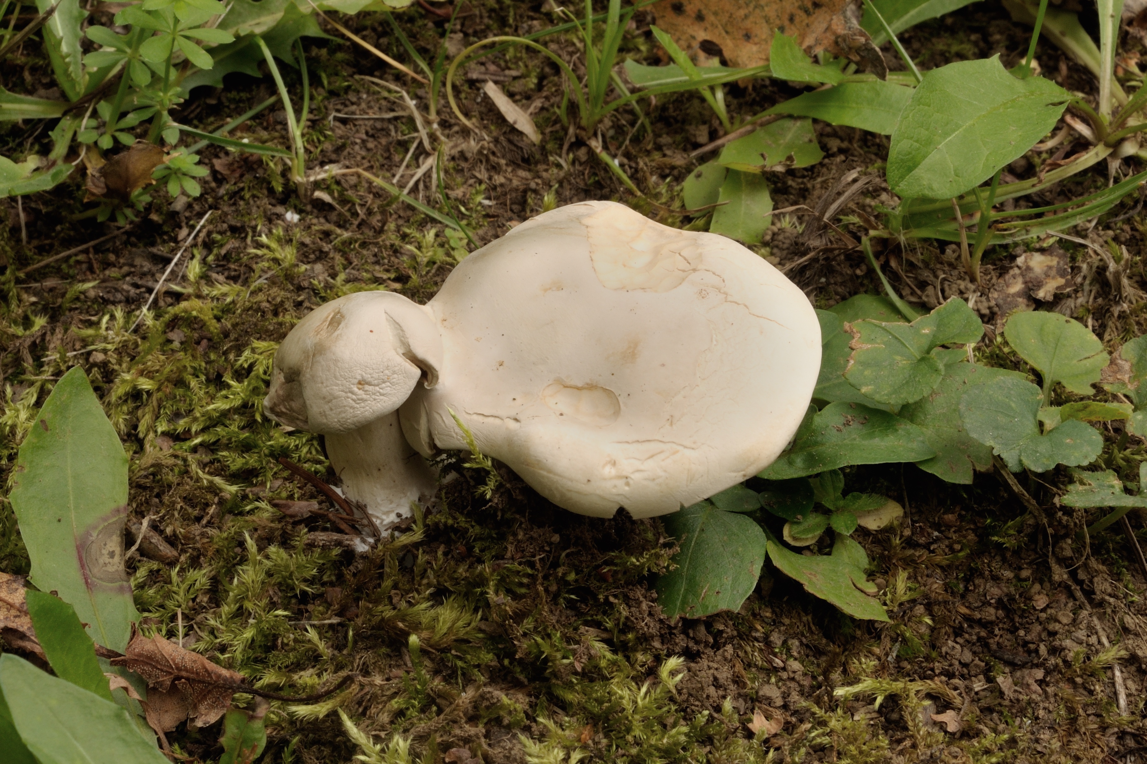 13052018211647 3619 art 2176 2009 09 11 st anna a aigen u bad tatzmannsdorf 063 1