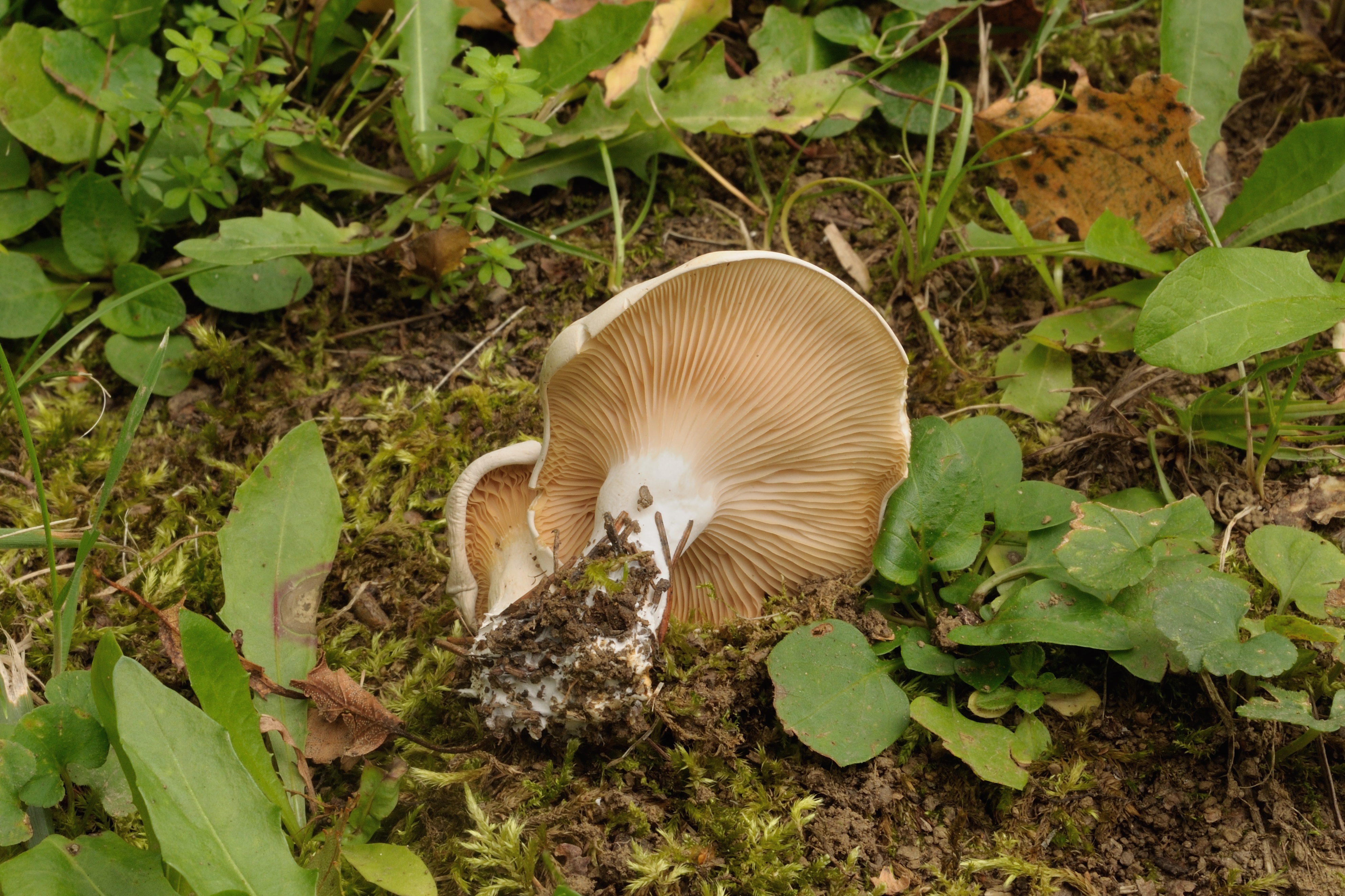 13052018211751 3620 art 2176 2009 09 11 st anna a aigen u bad tatzmannsdorf 064 1