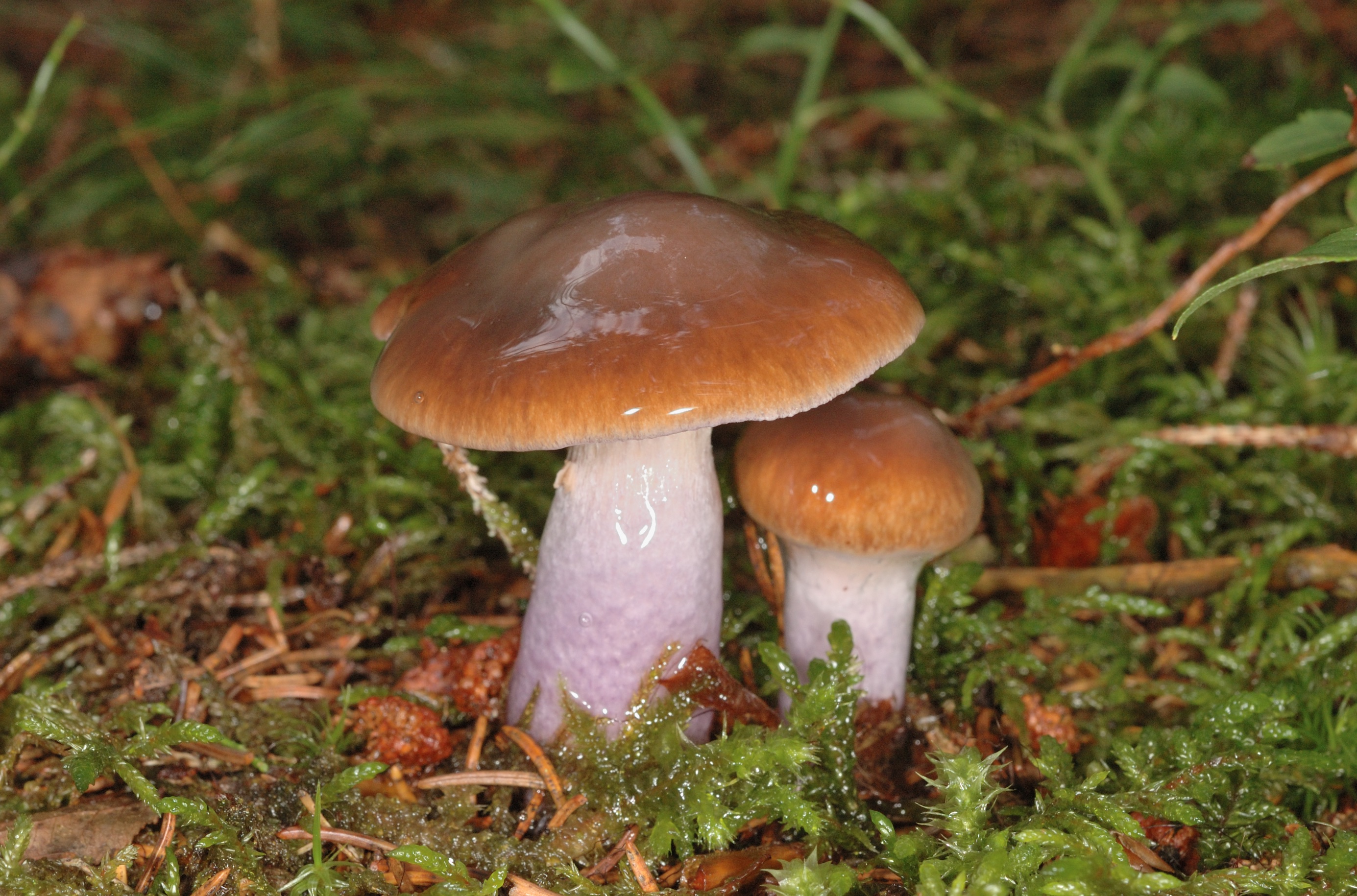 13052018213419 3621 art 2177 dsc 0255