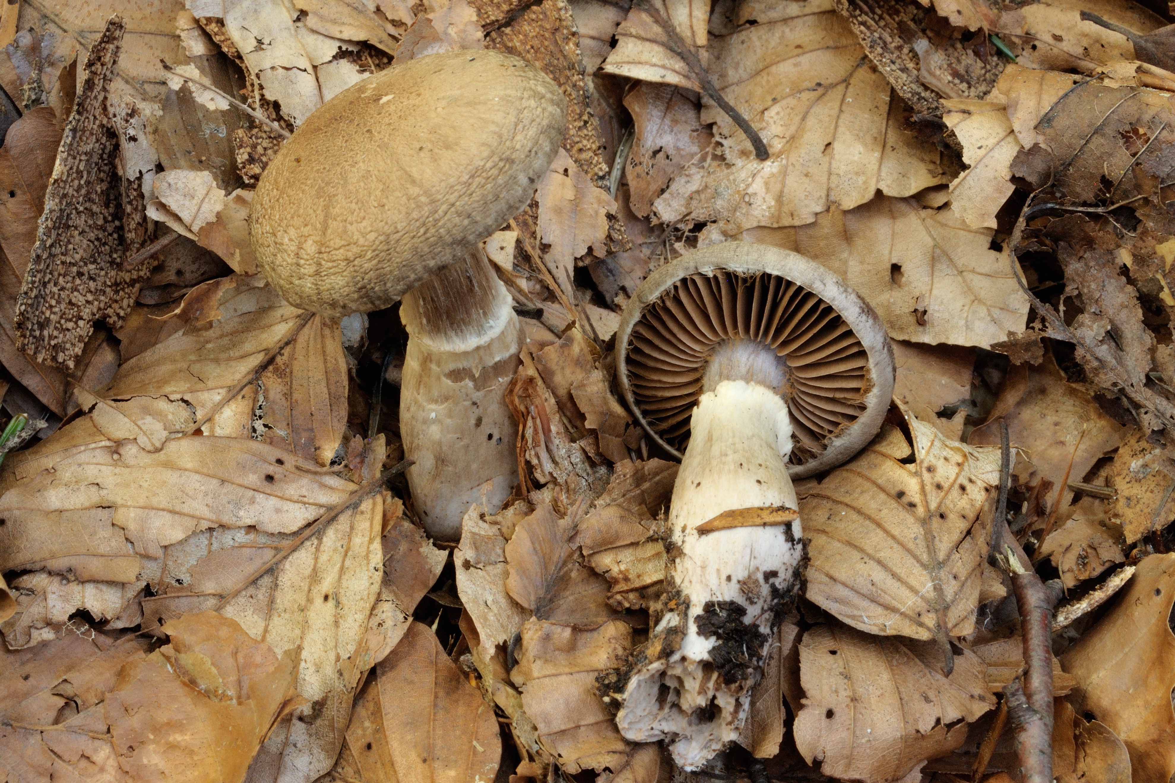 13052018214148 3622 art 2178 2016 09 27 waidisch urwald 013