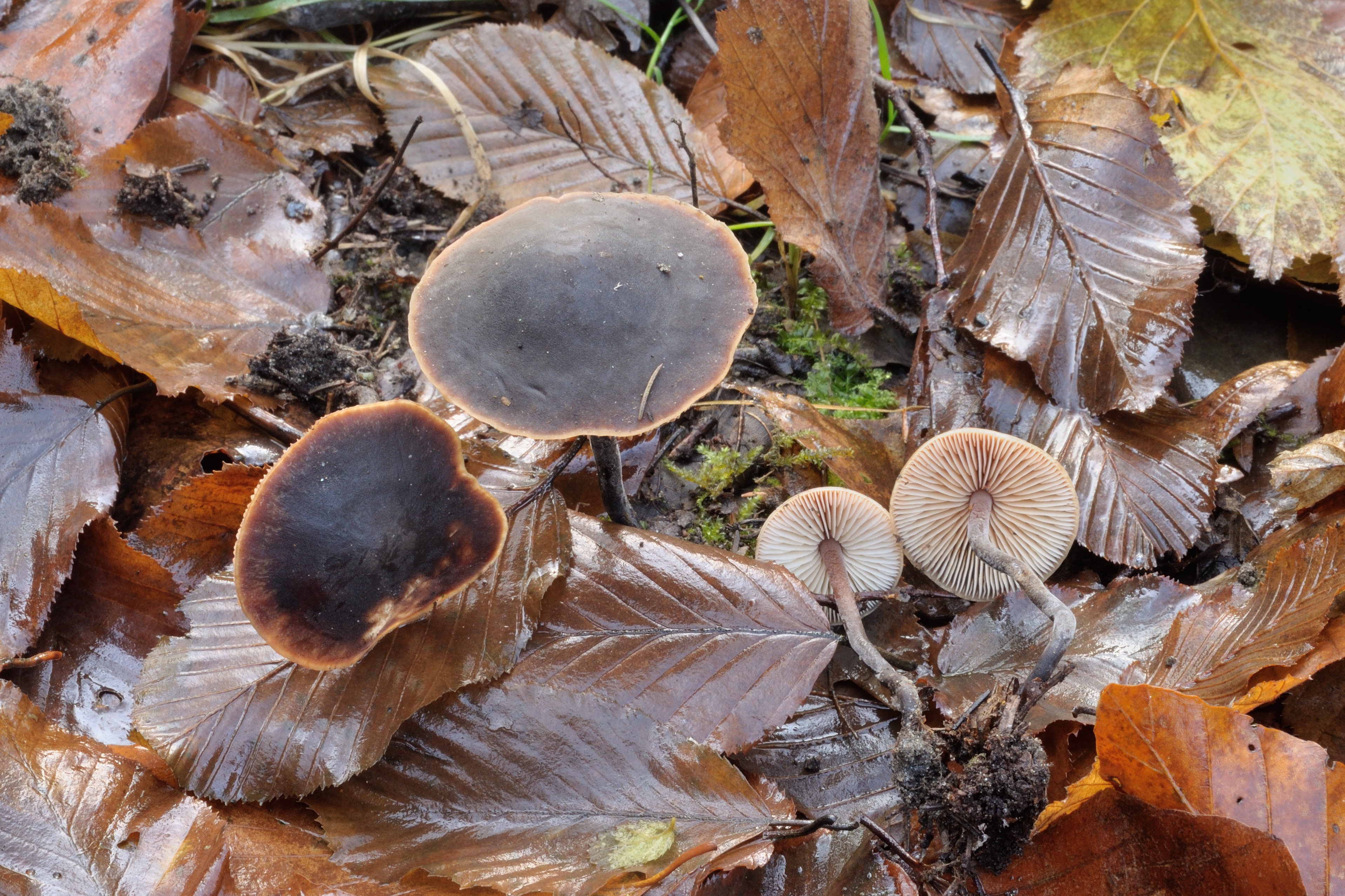 13052018214429 3623 art 2157 2010 11 06 herbersteinklamm 023