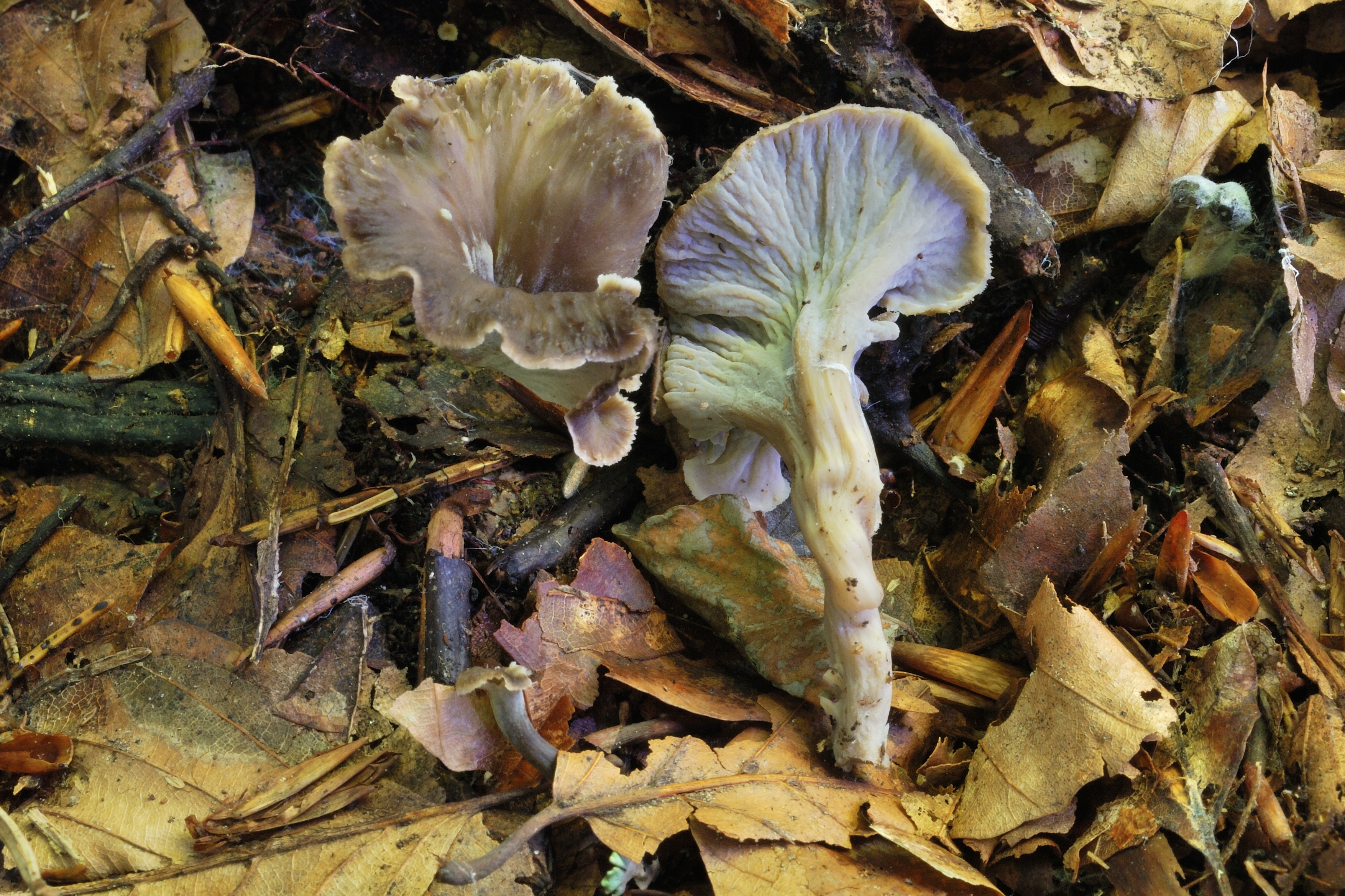 13052018215211 3624 art 2179 dsc 7759