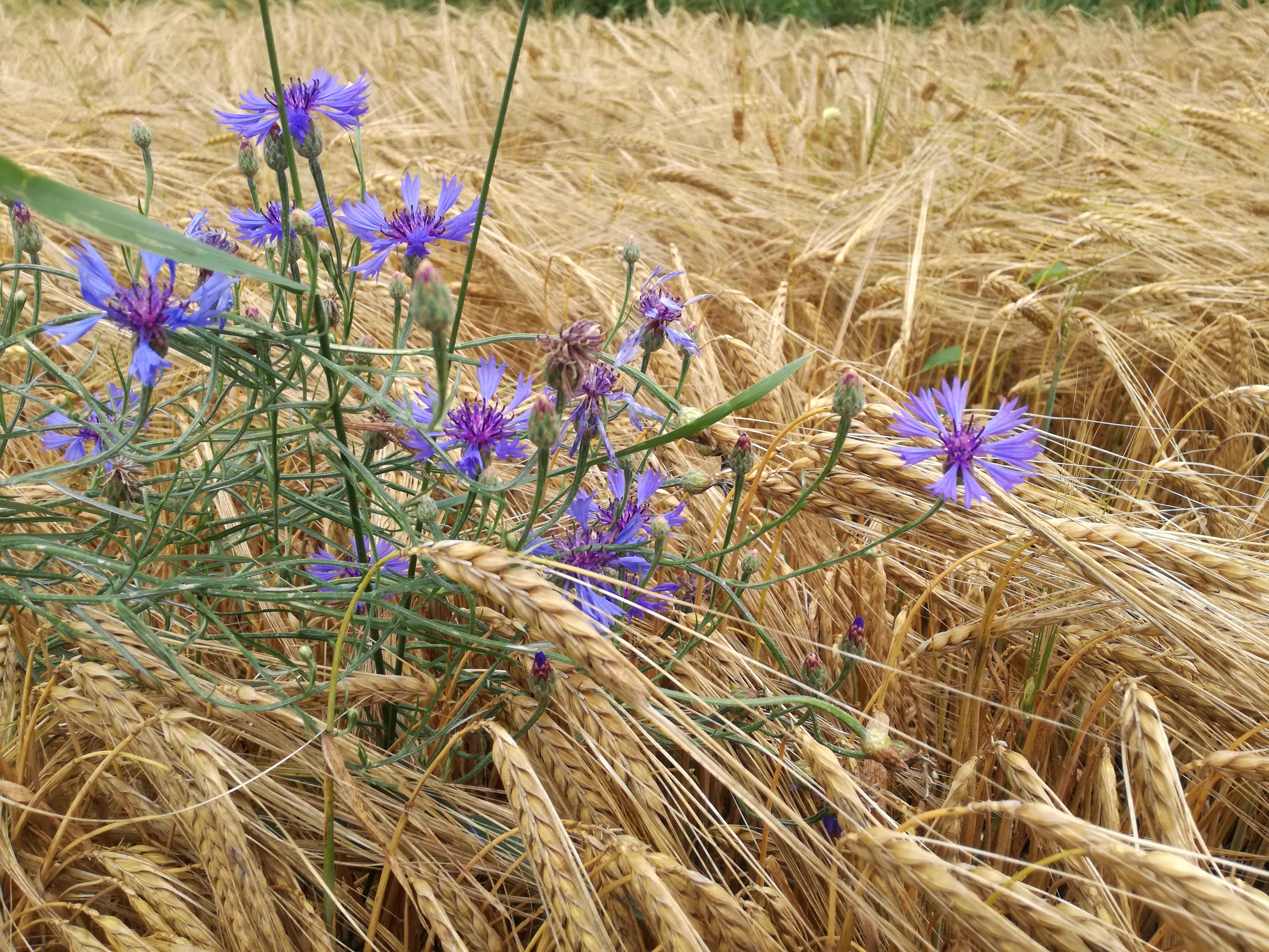 13062018162321 3741 art 713 img 20180613 125638