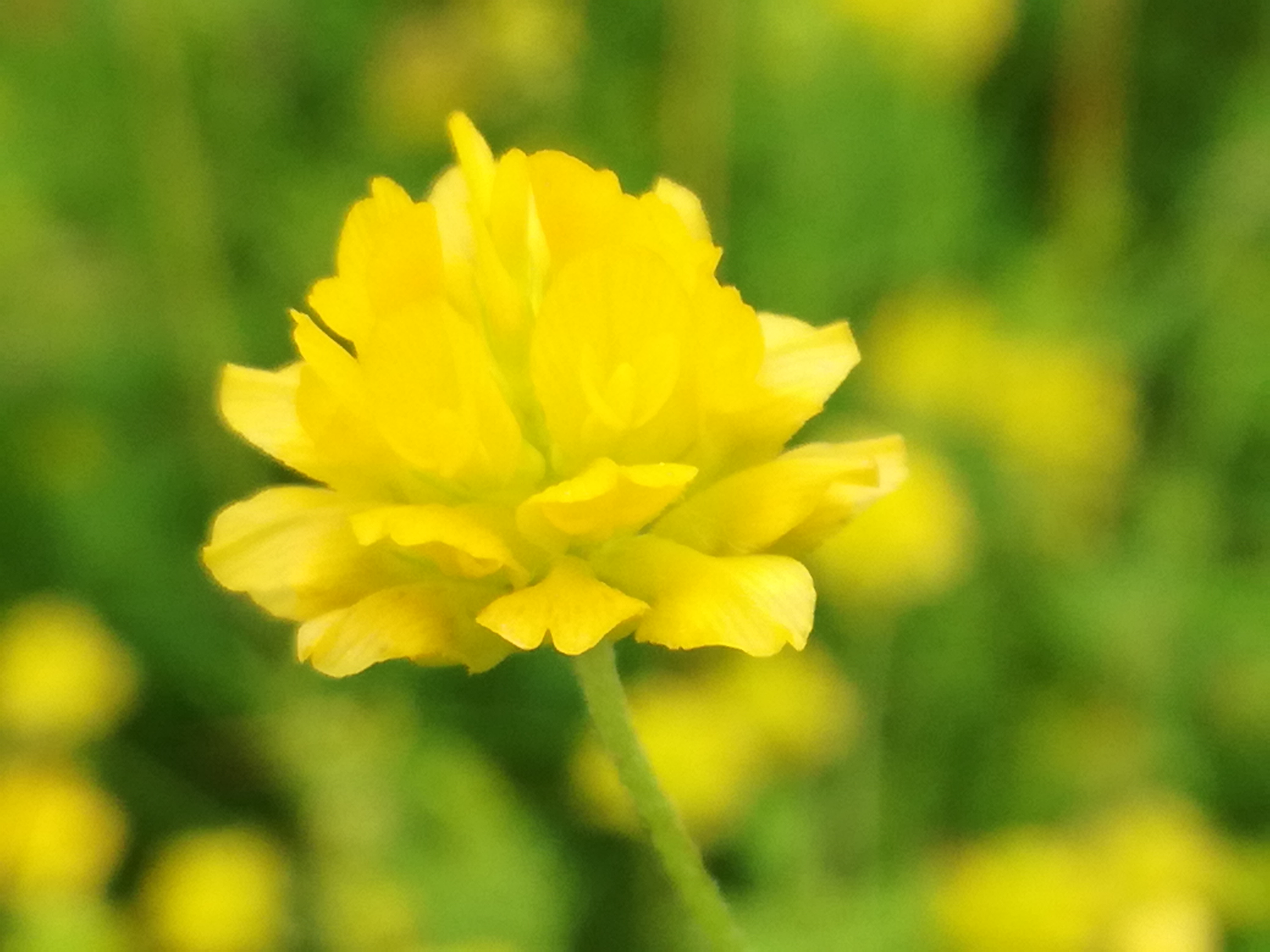 13062018163451 3742 art 2247 img 20180613 133749 1