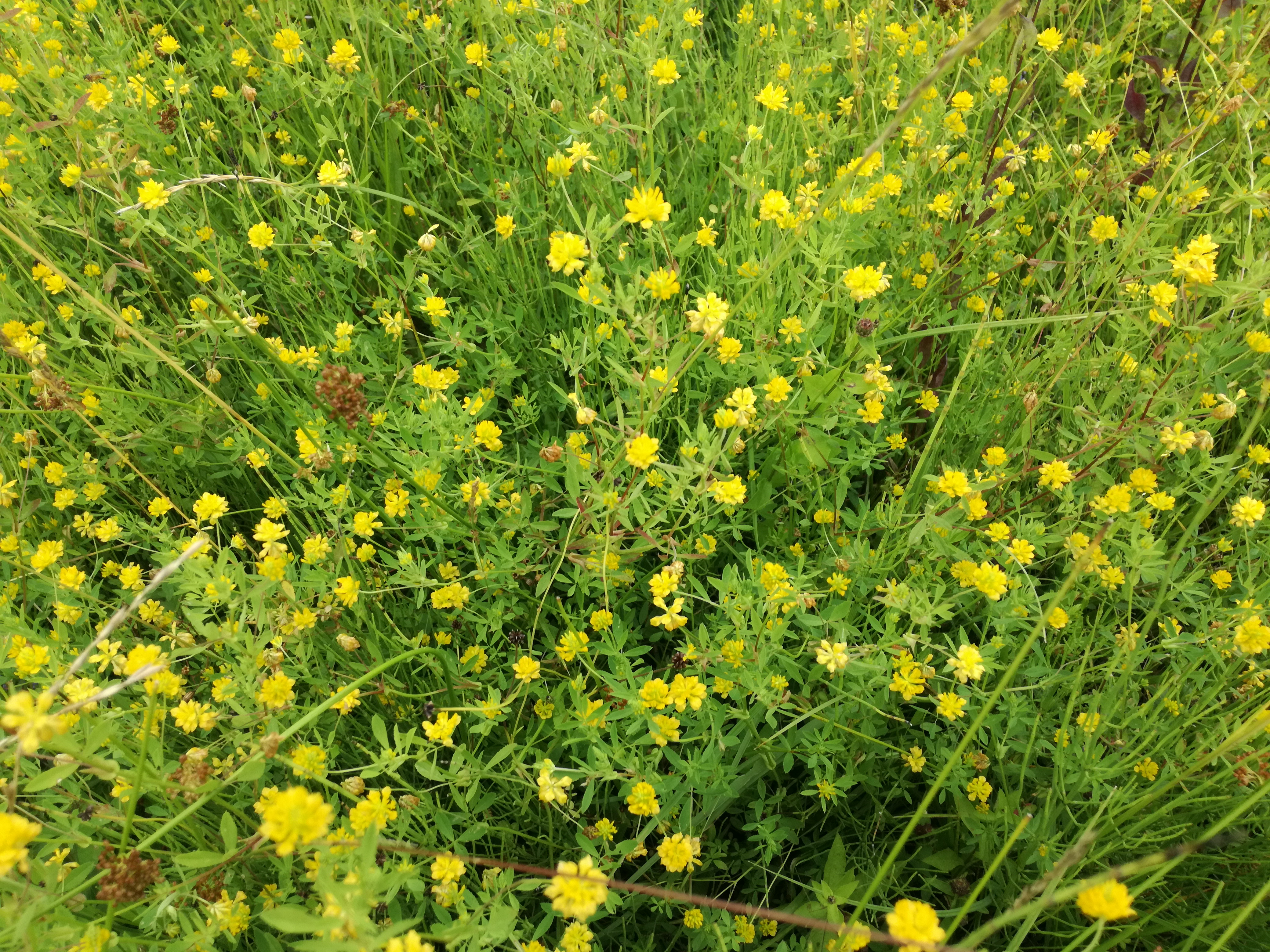 13062018163624 3744 art 2247 img 20180613 133729