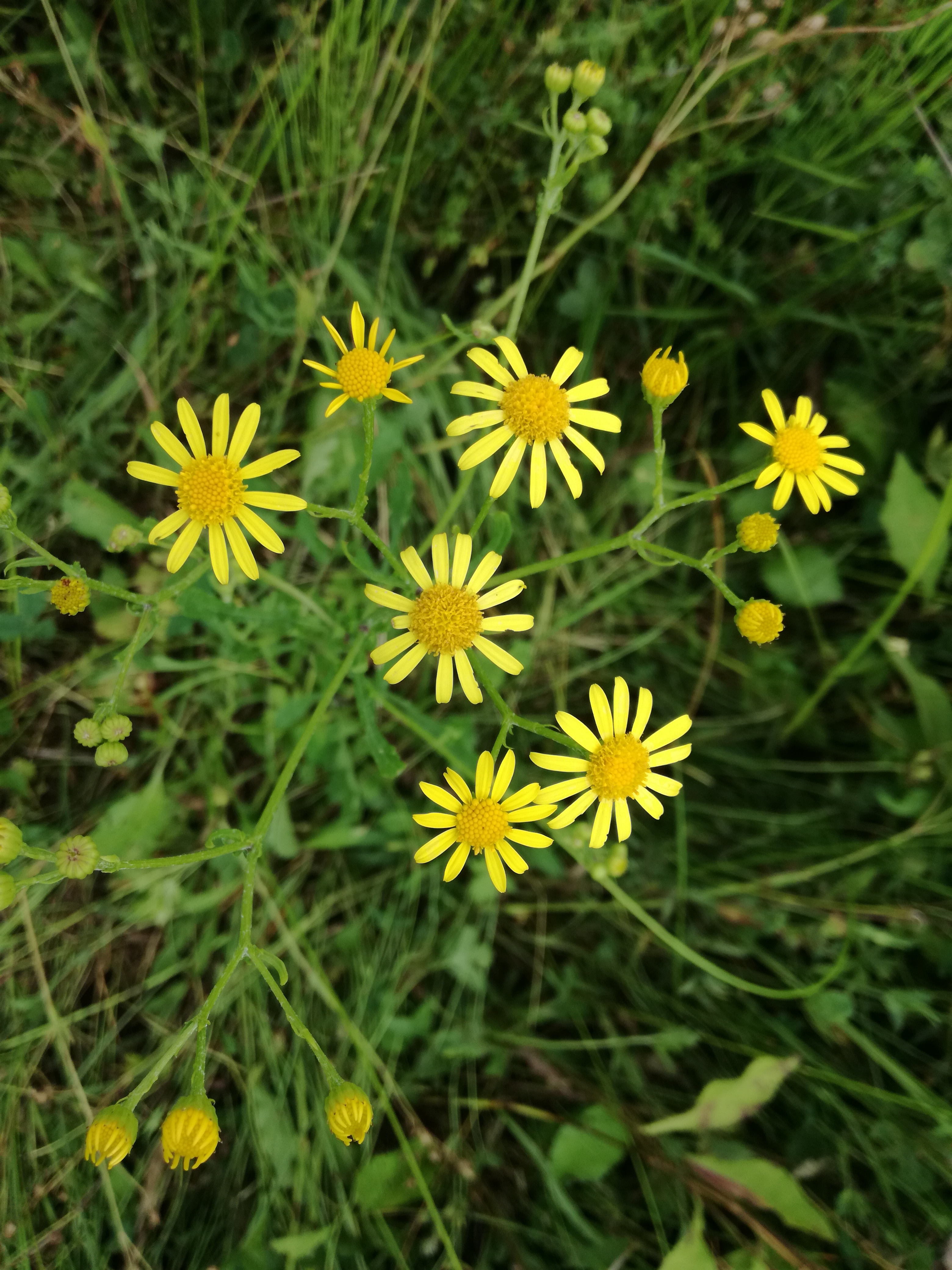 13062018163734 3745 art 1773 img 20180613 133440