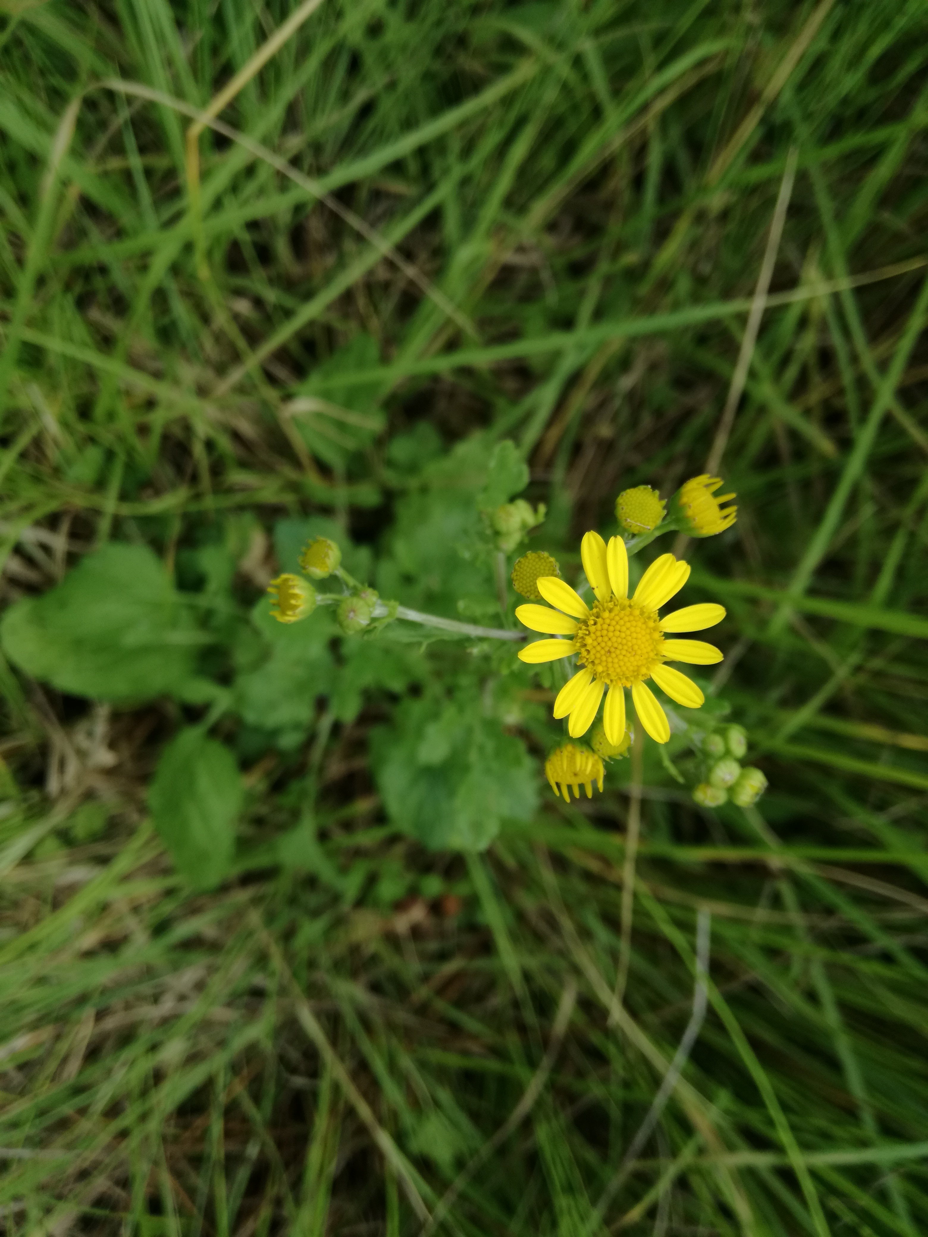 13062018163830 3746 art 1773 img 20180613 133441