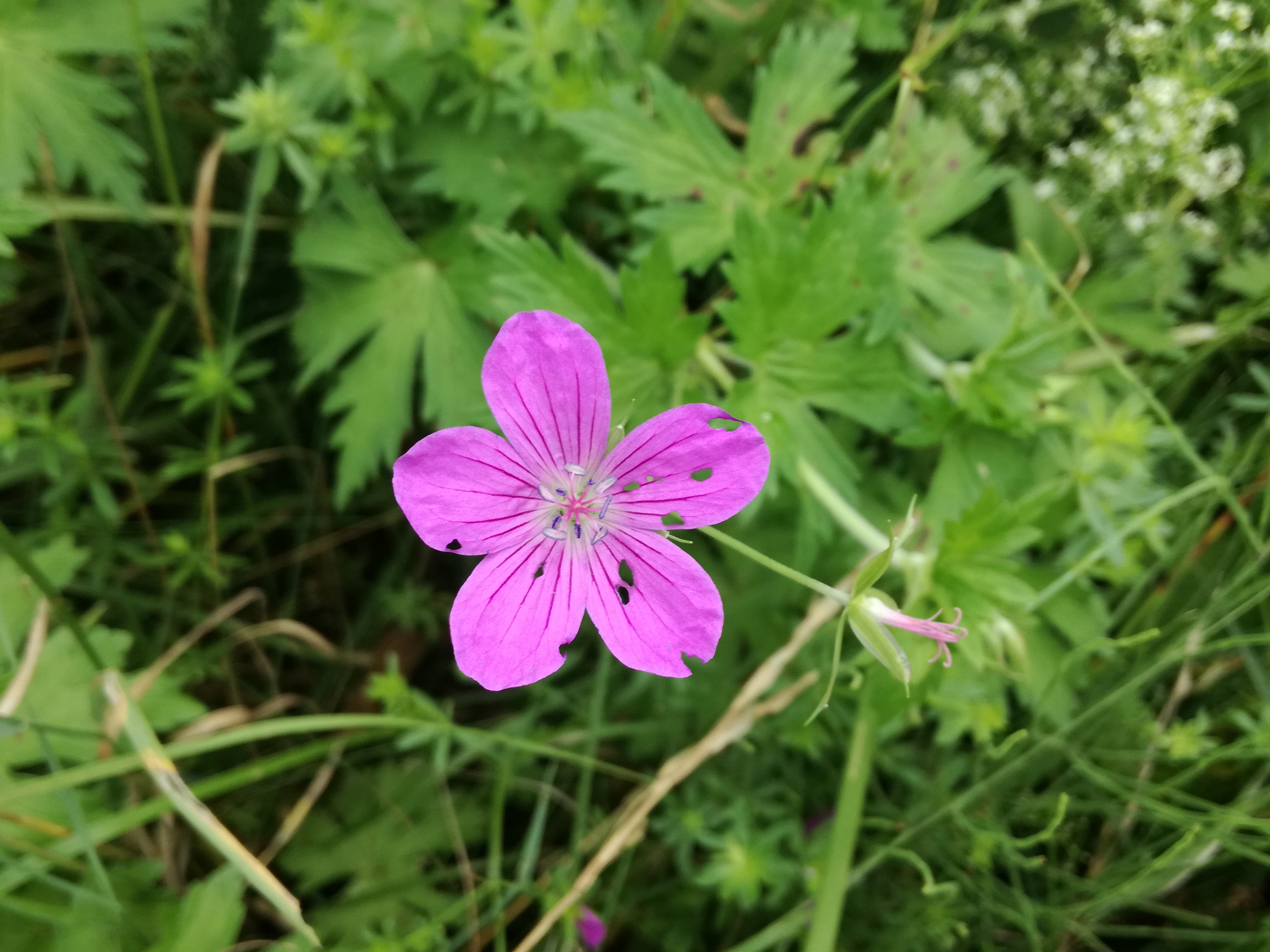 13062018165213 3747 art 2248 img 20180613 114356